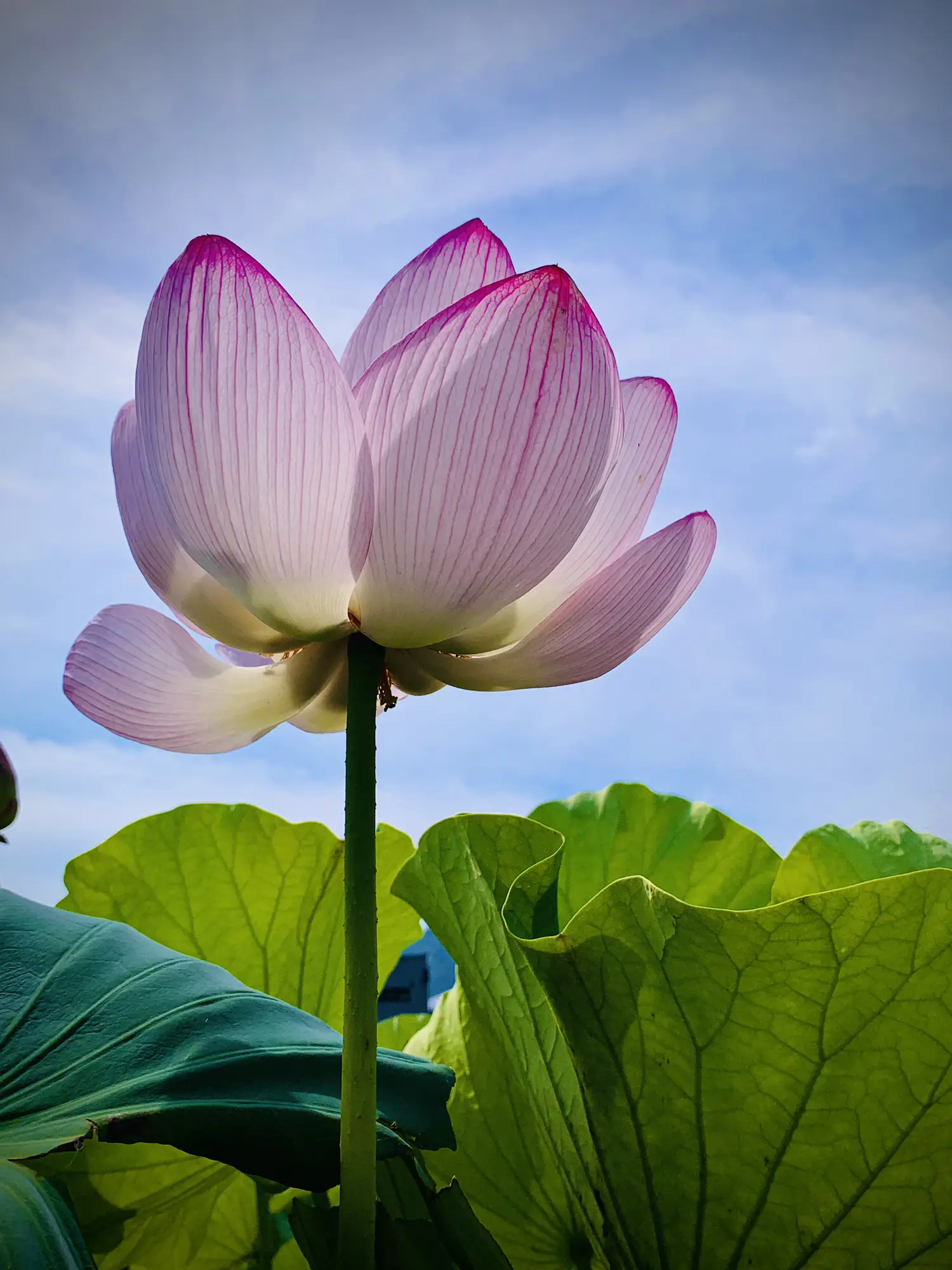 ♫ハスの育て方♫ 種から蓮(ハス)を育てましょう！｜🍀