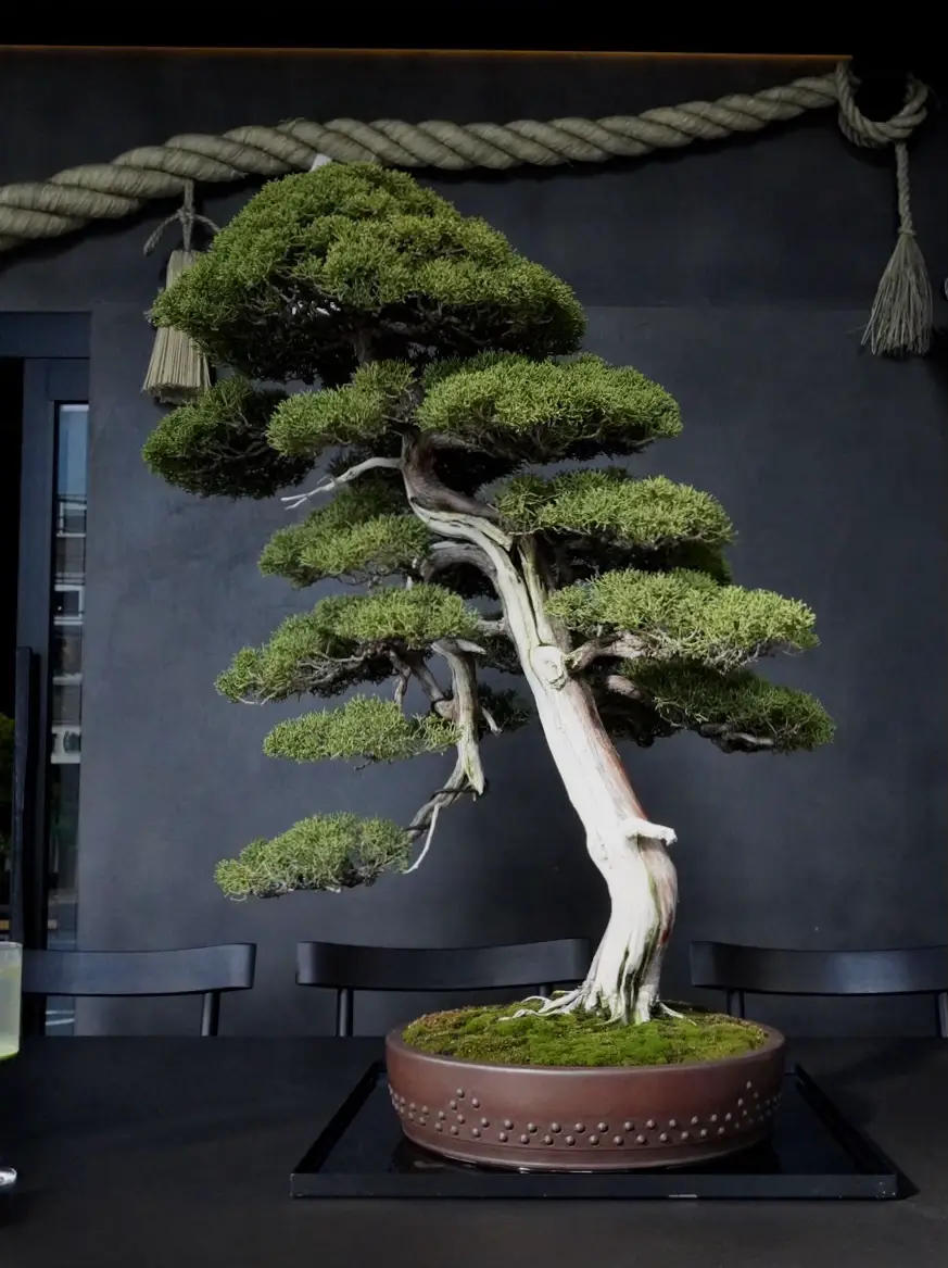 ※引取限定※　盆栽　蝦夷松　樹高80cm 引取限定※ 盆栽 蝦夷松 樹高80cm