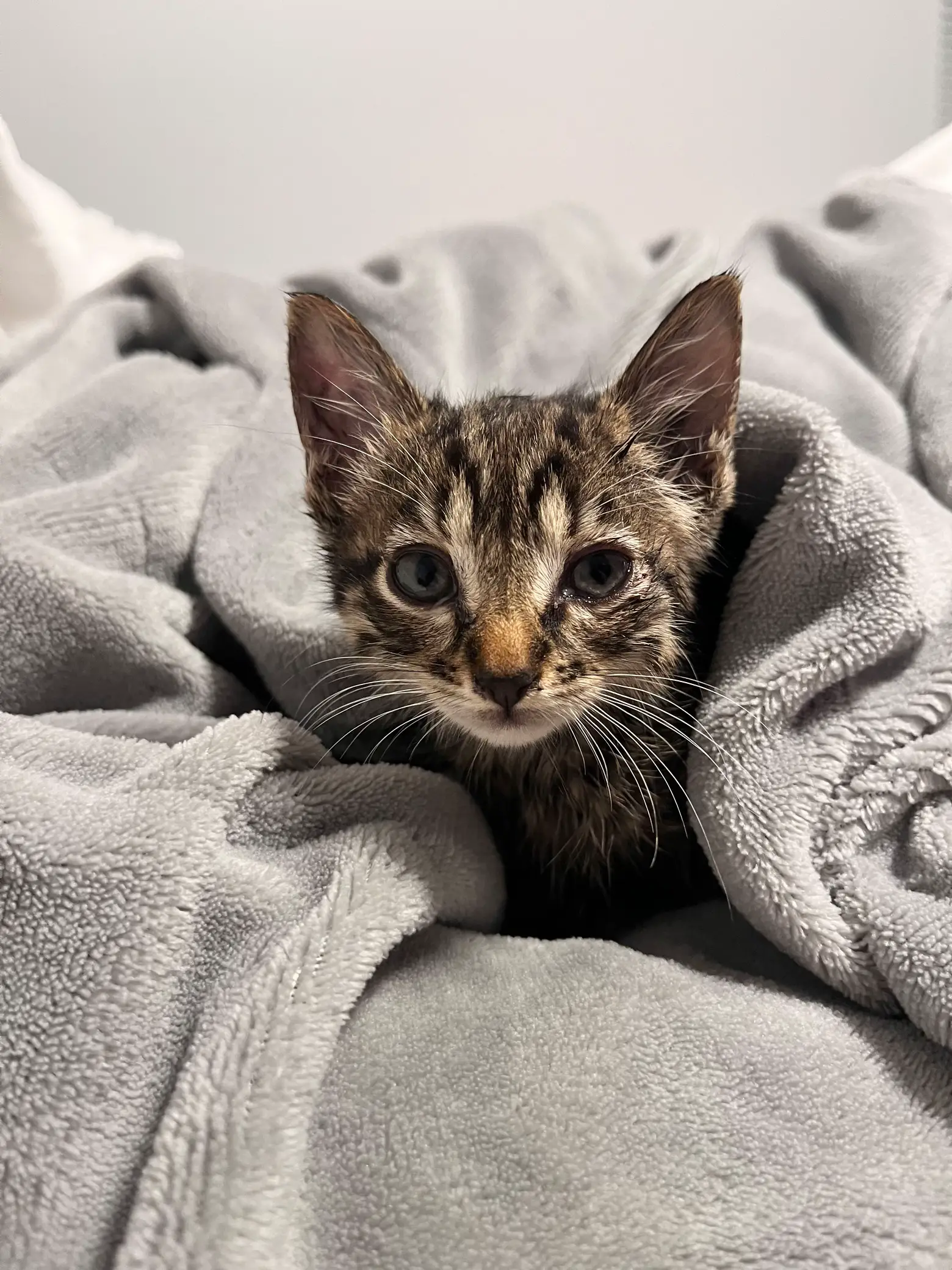 First Time Kitten Mom Gallery Posted By Katie Wakefield Lemon8 first-time-kitten-mom-gallery-posted-by-katie-wakefield-lemon8