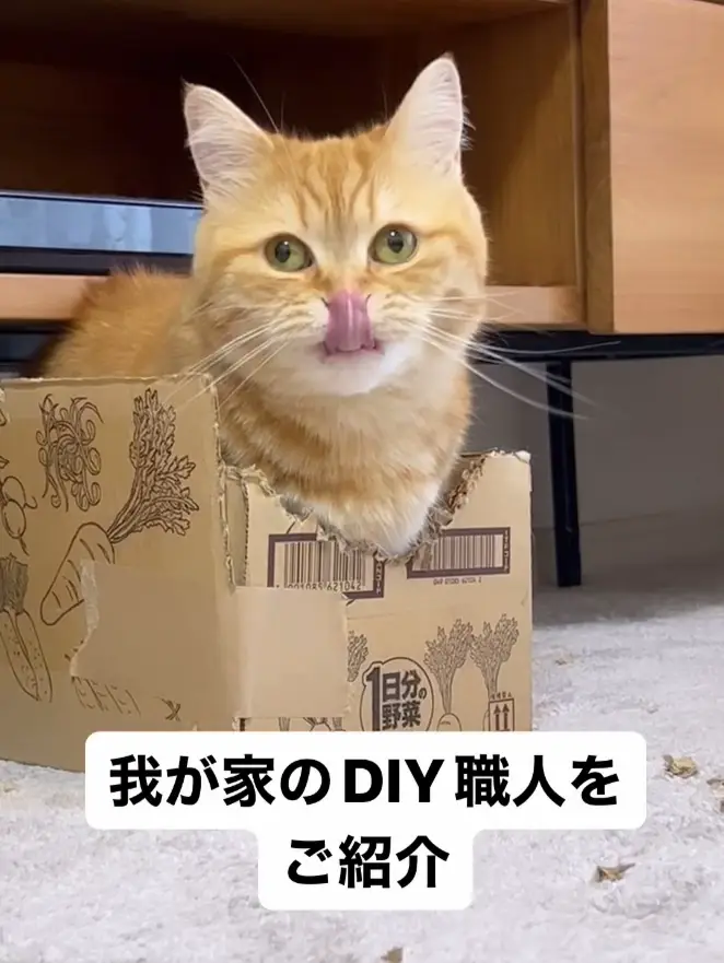 猫がダンボールハウスを自作してました📦