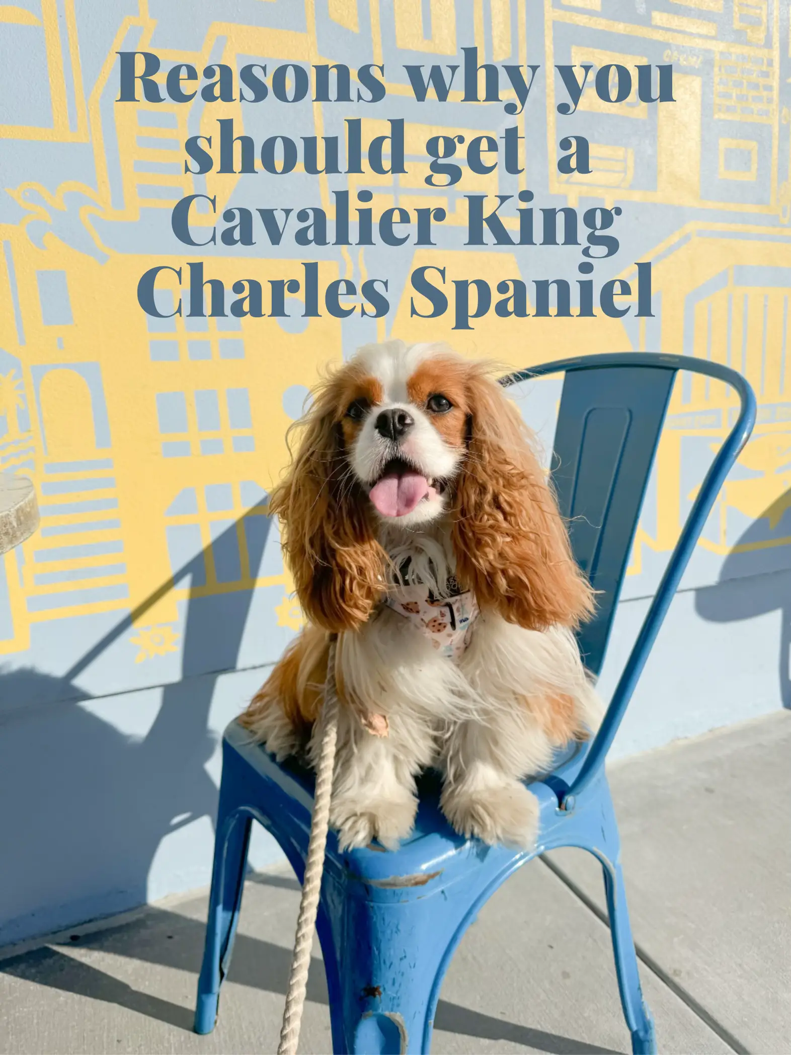 8 FACTS EVERY CAVALIER KING CHARLES LOVER NEEDS TO KNOW – CavLife