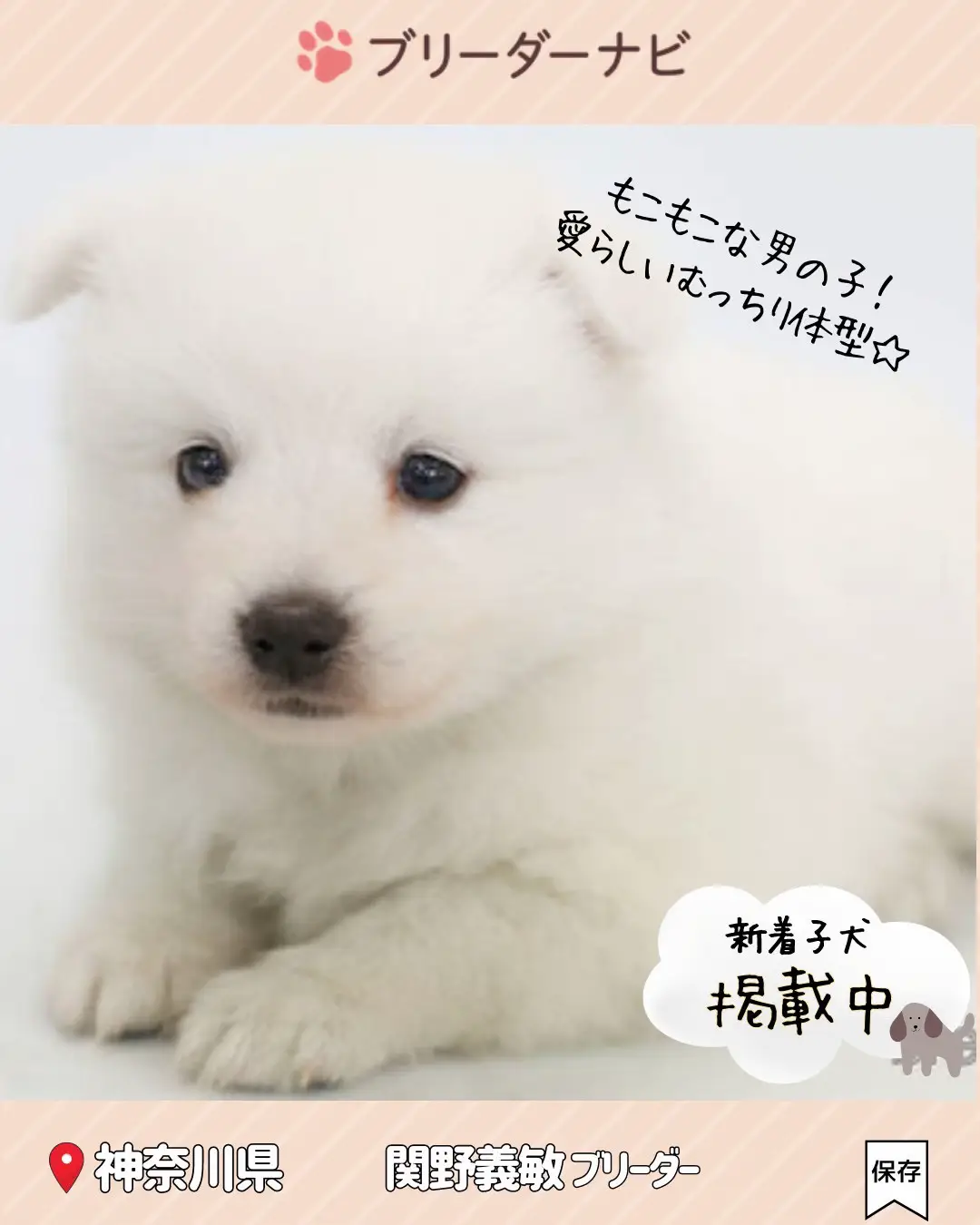 August latest] Family recruitment 🐶 Japan Spitz puppy | Gallery