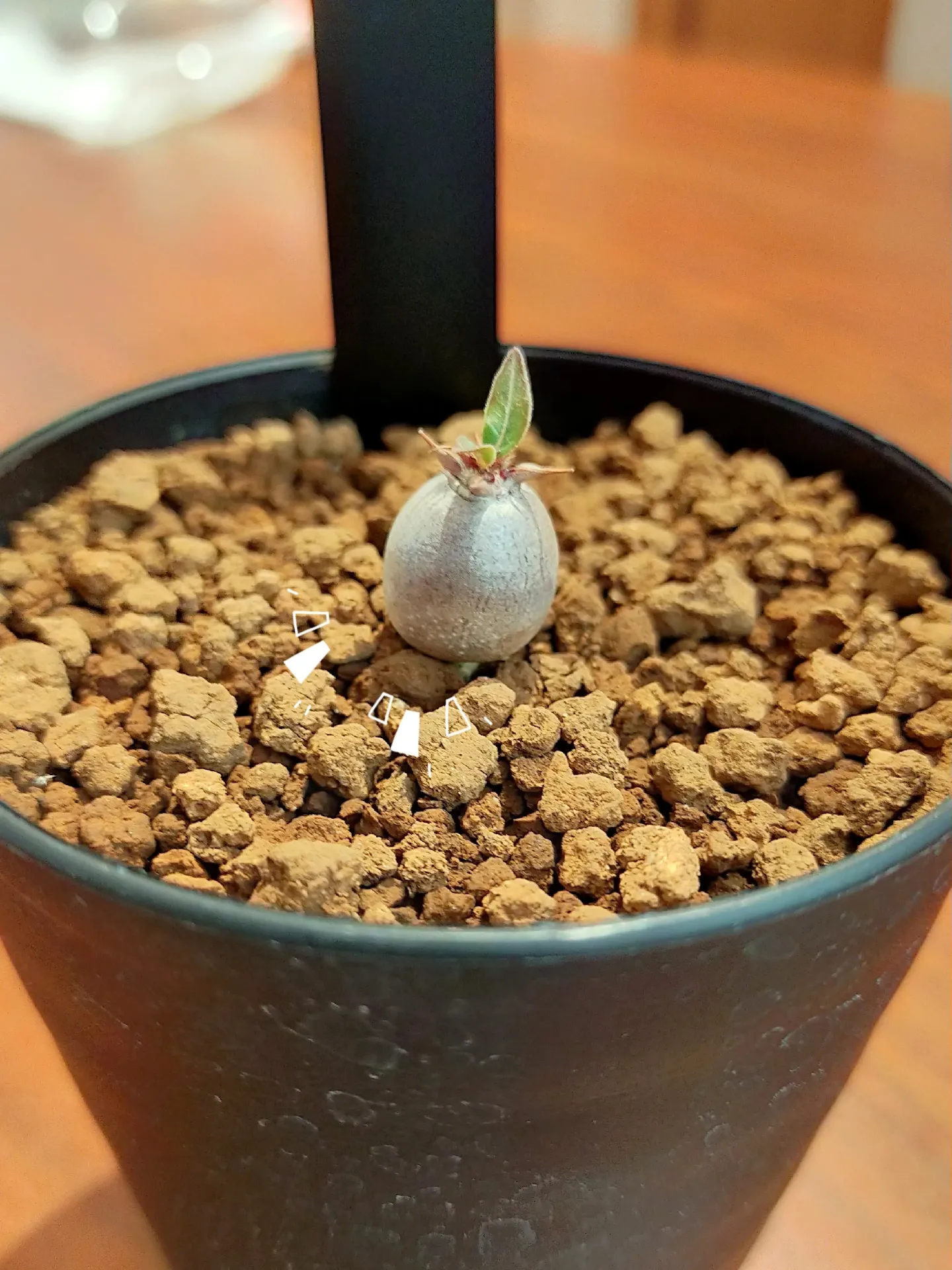 本日最終 パキポディウム マカイエンセ （2F|観葉植物
