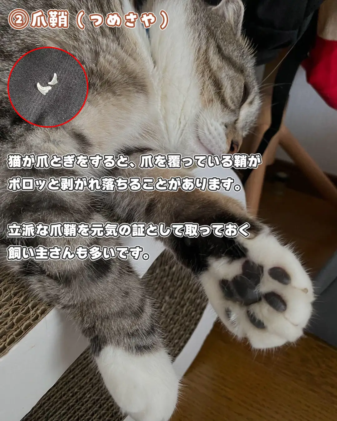 最後が・・・猫からの贈り物5選🎁✨ | ねこぞーが投稿したフォト