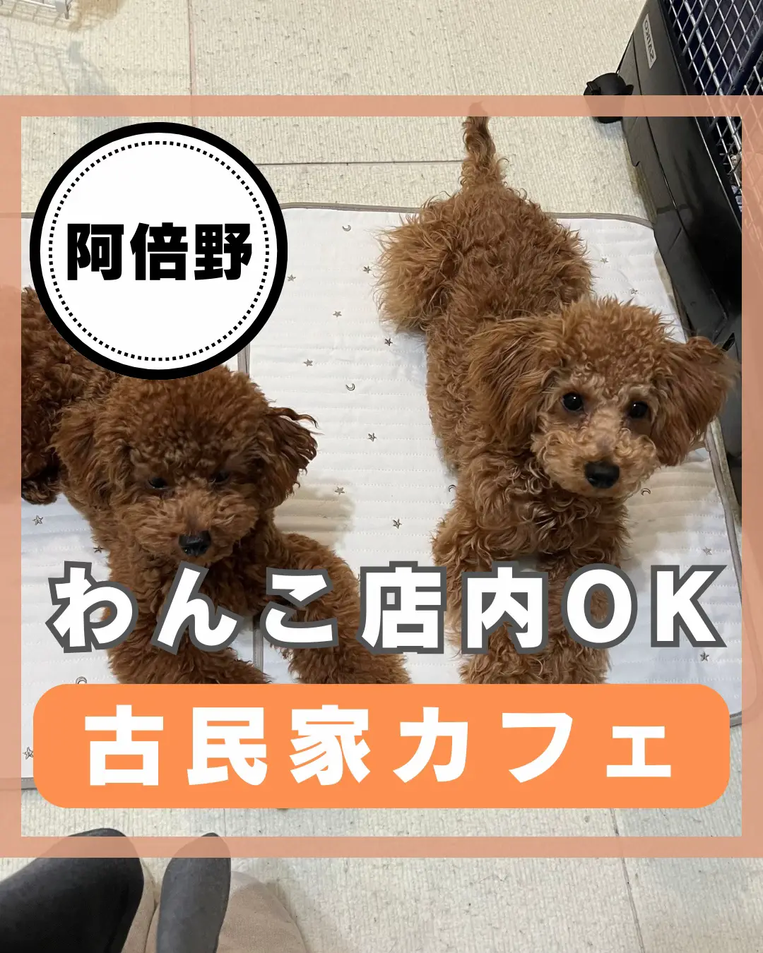 阿倍野》わんこ店内OK古民家カフェ】 長屋をリノベしたお | ゆか🐶大阪わんこ🐾が投稿したフォトブック | Lemon8