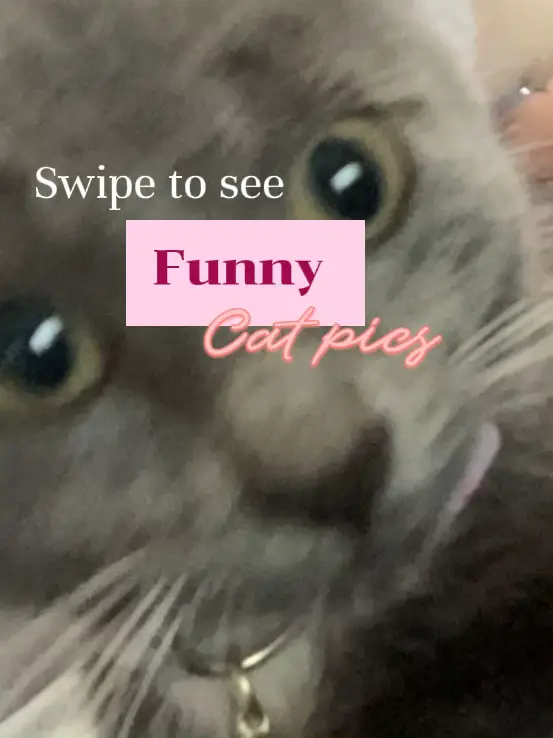 Funny Cat Picture Lemon8 Search