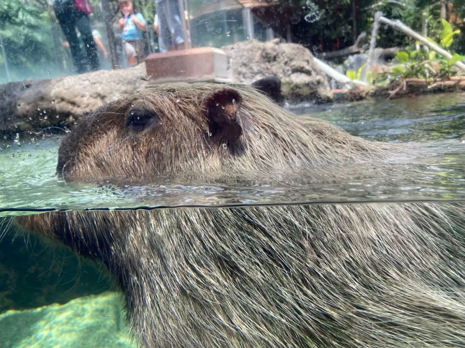 入場料(大人650円)なかがわ水遊園 | s.maruが投稿したフォトブック | Lemon8