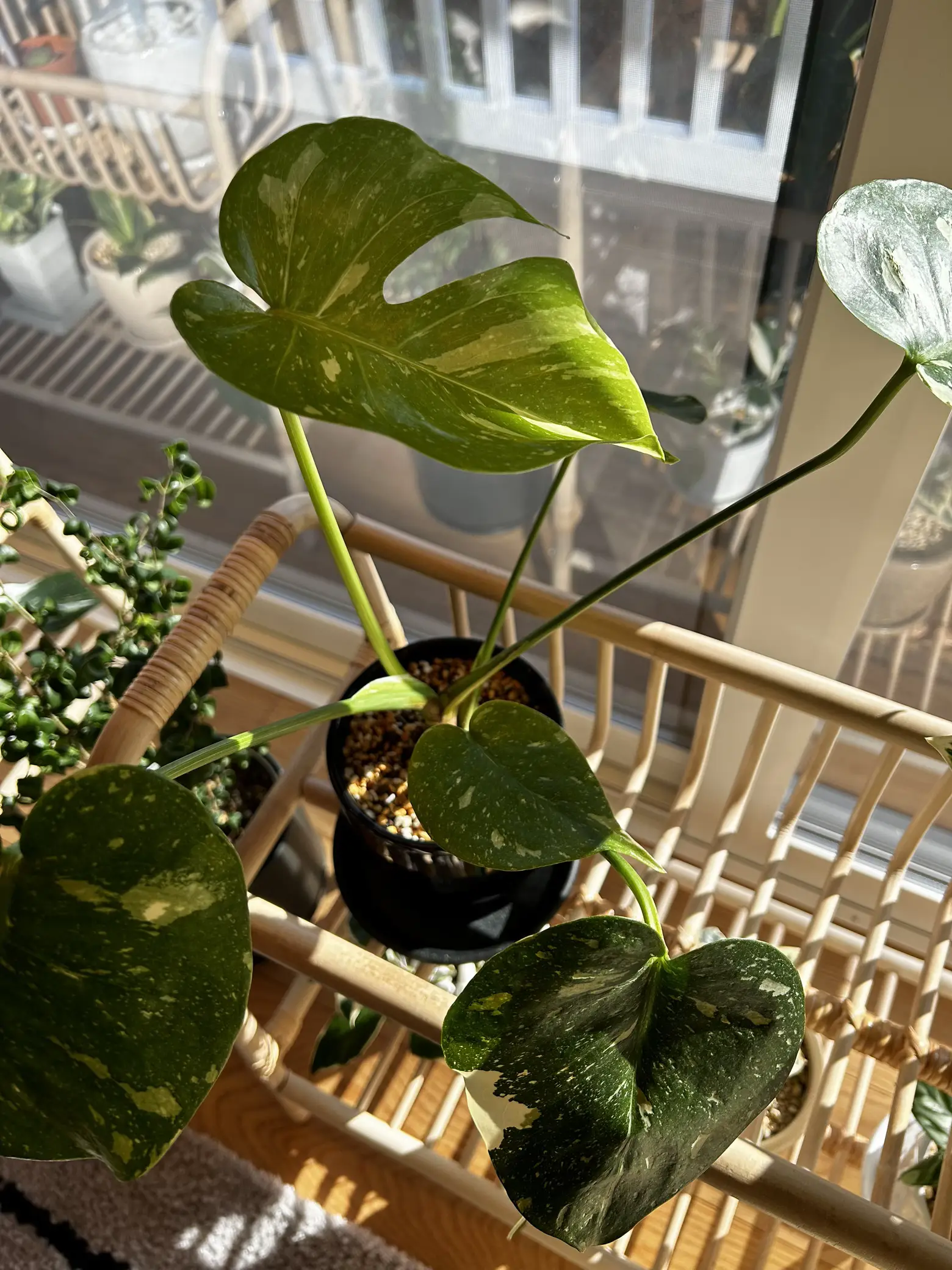 斑入りモンステラ葉が開きました🌿 | Mayuが投稿したフォトブック | Lemon8