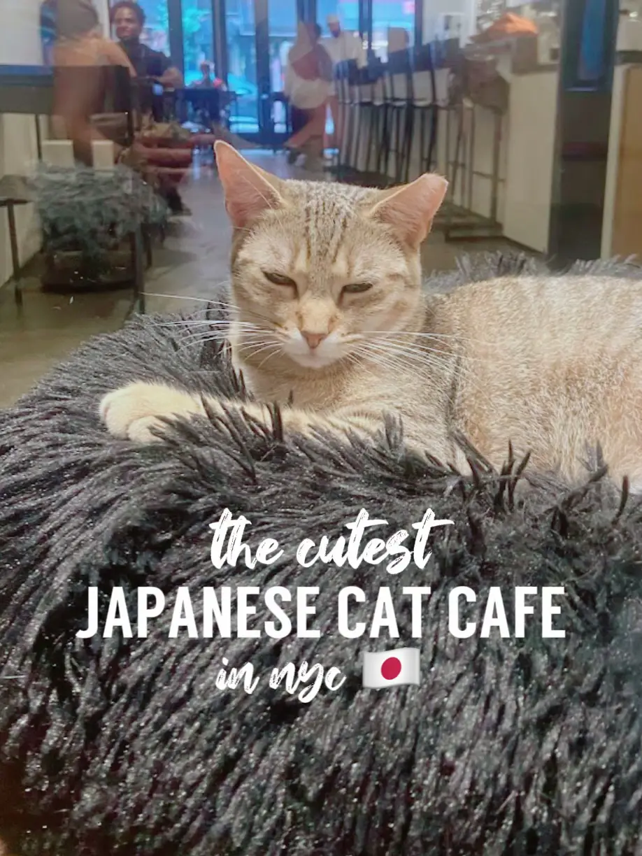 the CUTEST japanese cat cafe in nyc!🇯🇵✨🐈‍⬛'s images