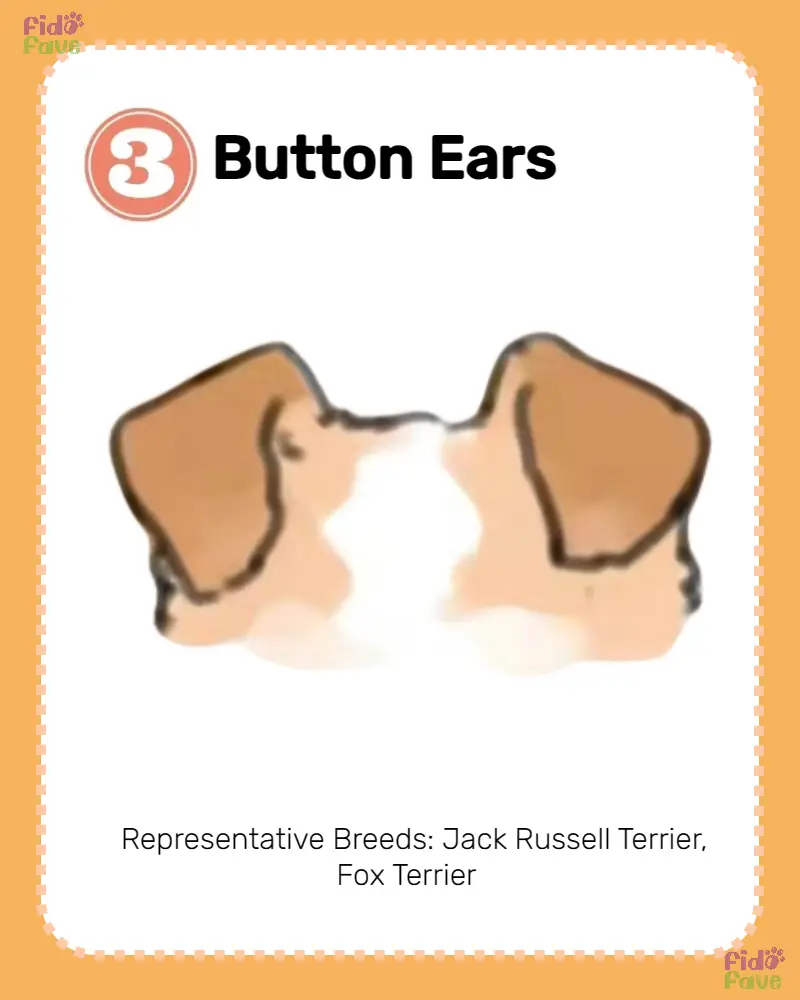 Dog Ear Types: 8 Varieties and Breeds | Gallery posted by Fido Fave ...