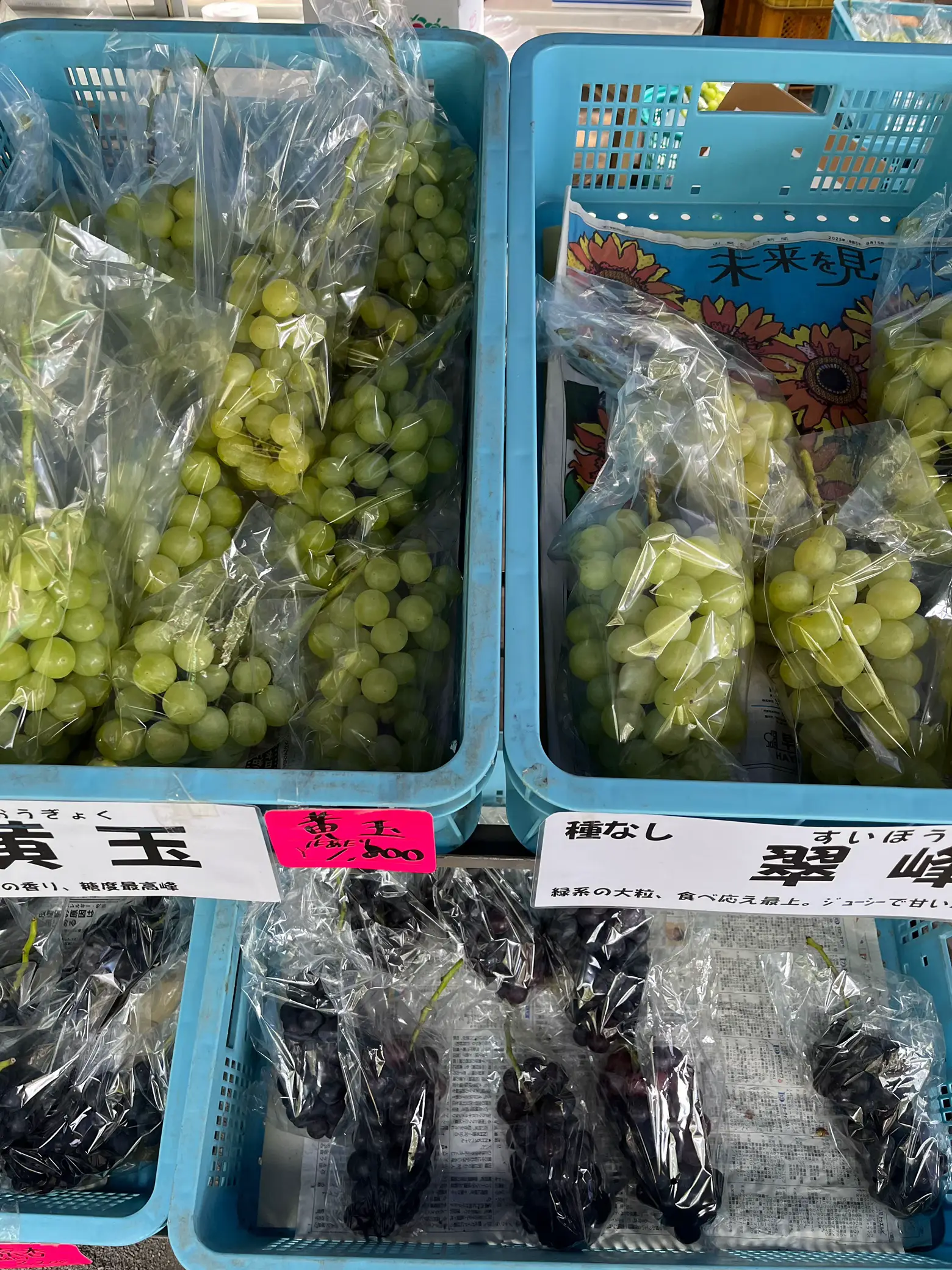 高級ぶどうを激安で買う方法?✨ | ゆうこが投稿したフォトブック | Lemon8