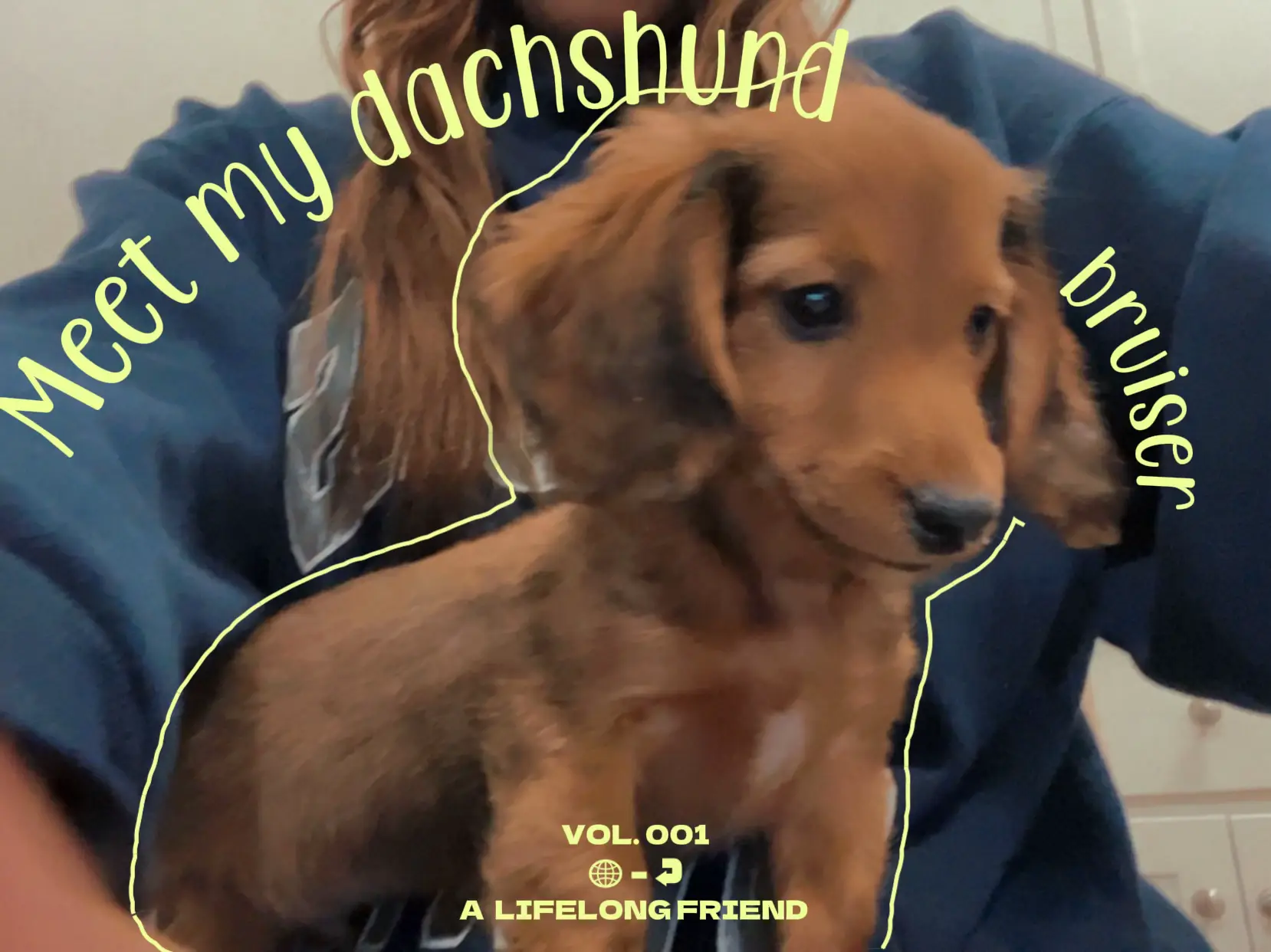 My dachshund best sale