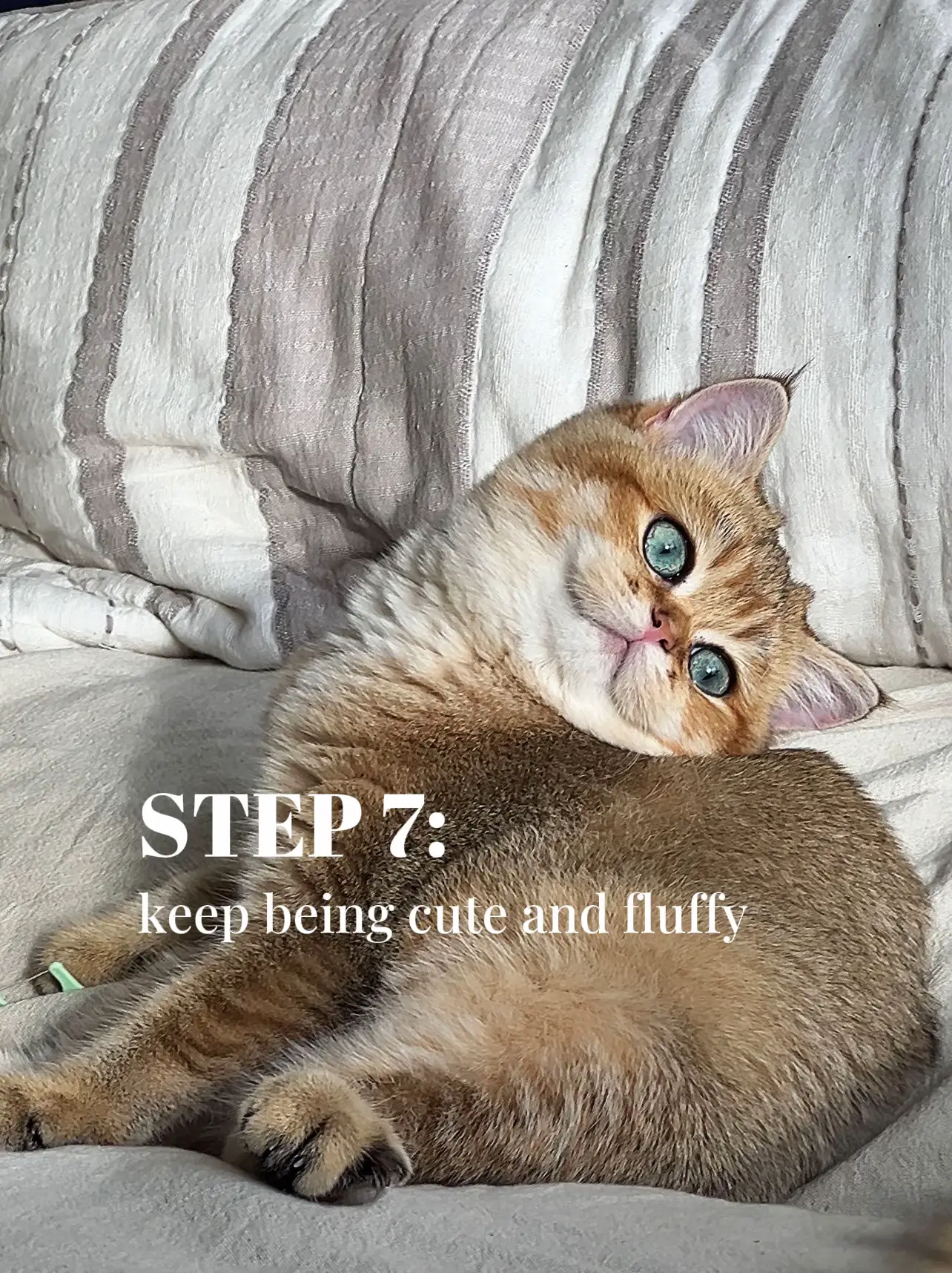 Aww super cutie cutie pie cat 🥹  Cute cats, Baby cats, Cute animals images