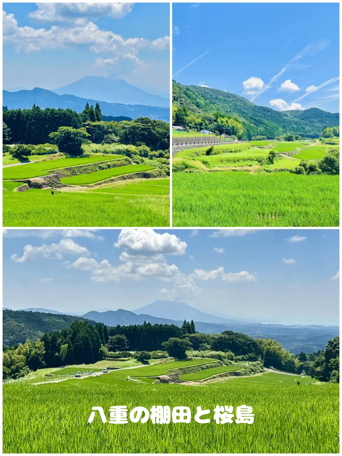 森伊蔵、8月当選分、鹿児島、桜島の麓から 森伊蔵、8月当選分、鹿児島、桜島の麓から （森伊蔵酒造｜公式