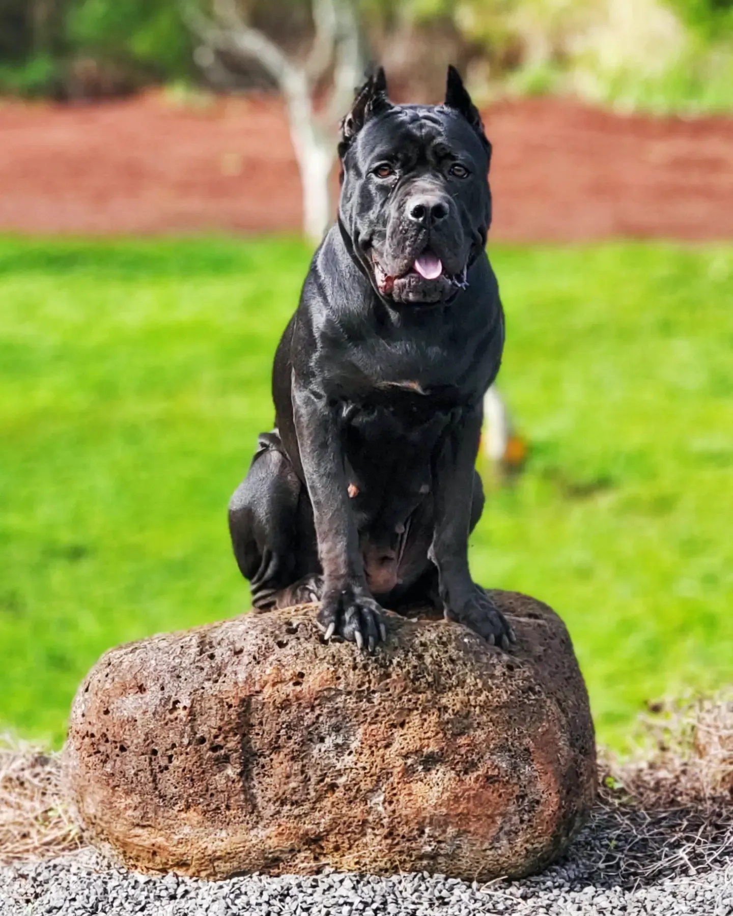 Stone guard best sale cane corso