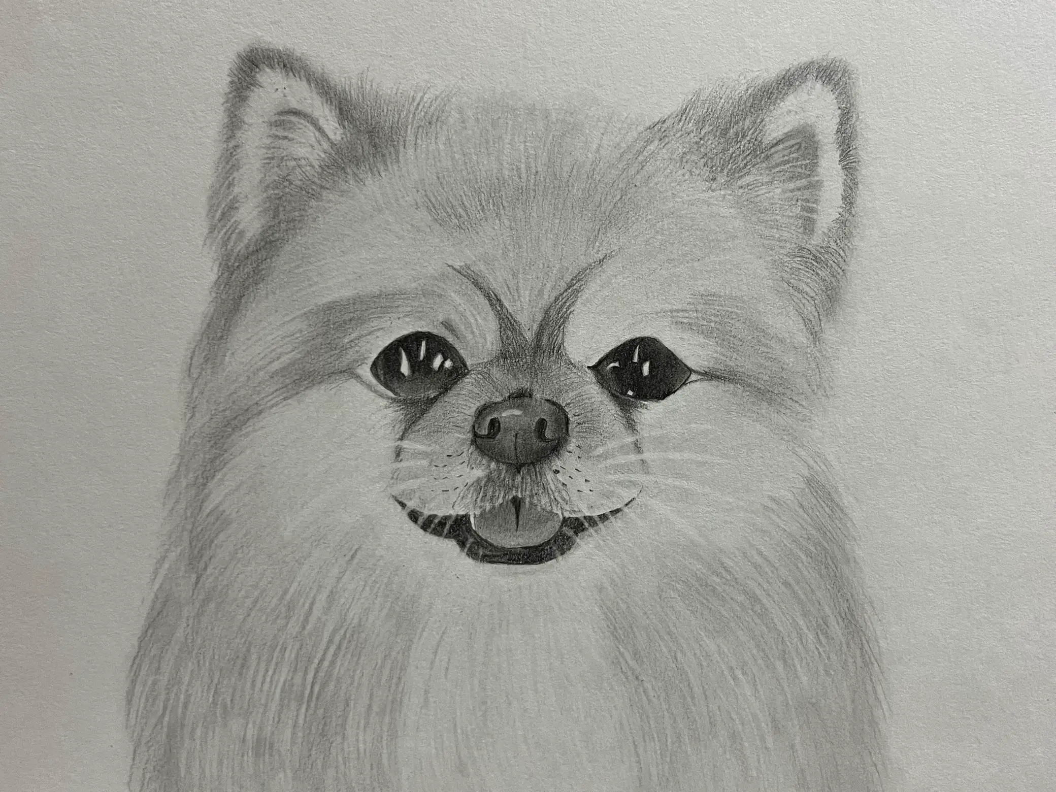 まんまる ポメラニアン 原画 絵画 ドローイング イラスト ペット