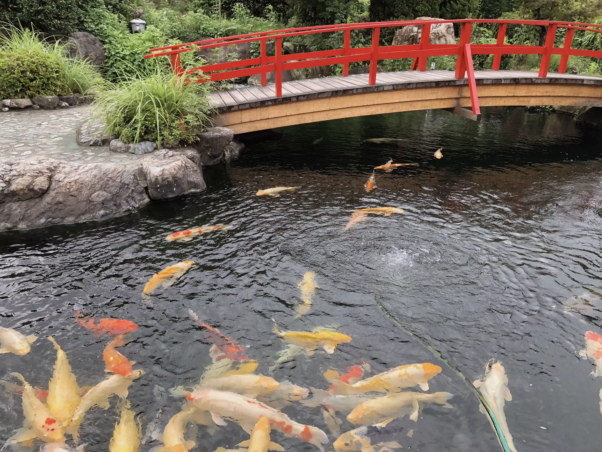 夏の日本庭園の池に鯉と赤い橋♪♪かもの親子 夏の日本庭園の池に鯉と赤い橋♪♪かもの親子