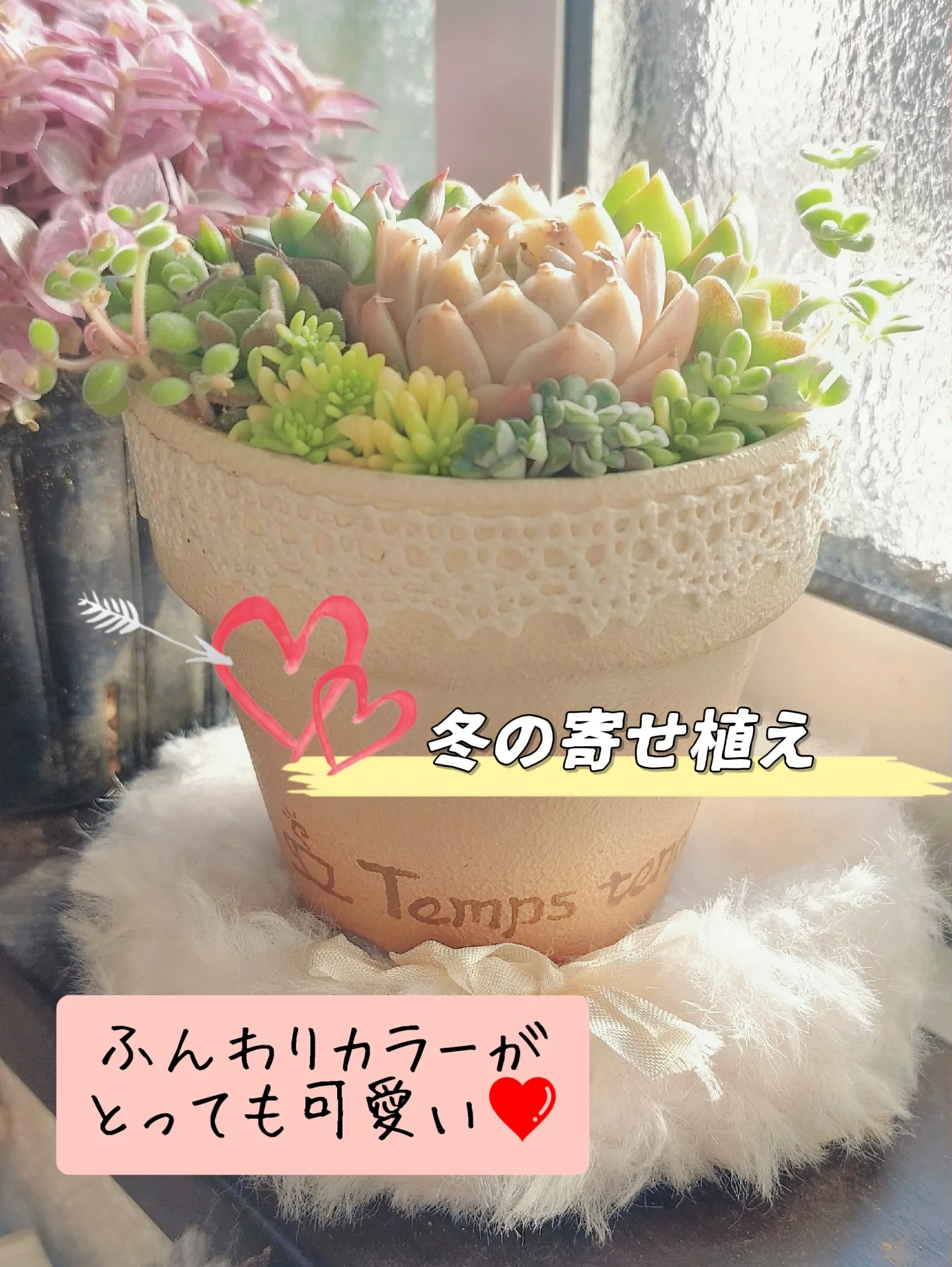 ふんわりカラーで冬の寄せ植え💗 | ♡caroline♡が投稿したフォトブック | Lemon8