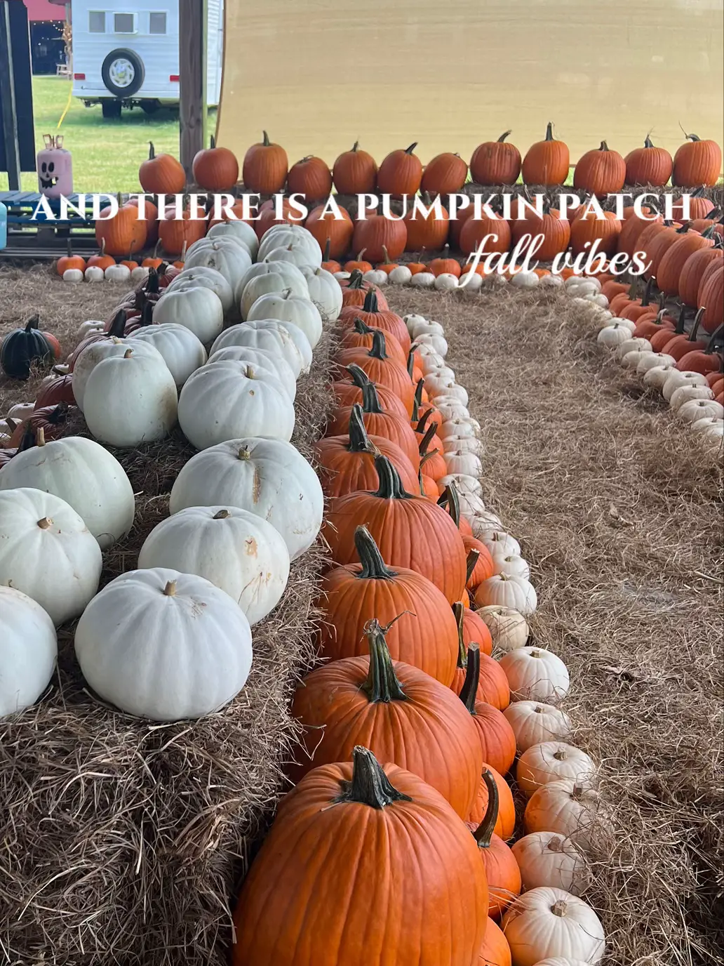 South Hill Farm A Fall Wonderland Gallery posted by Gigi prezia Lemon8