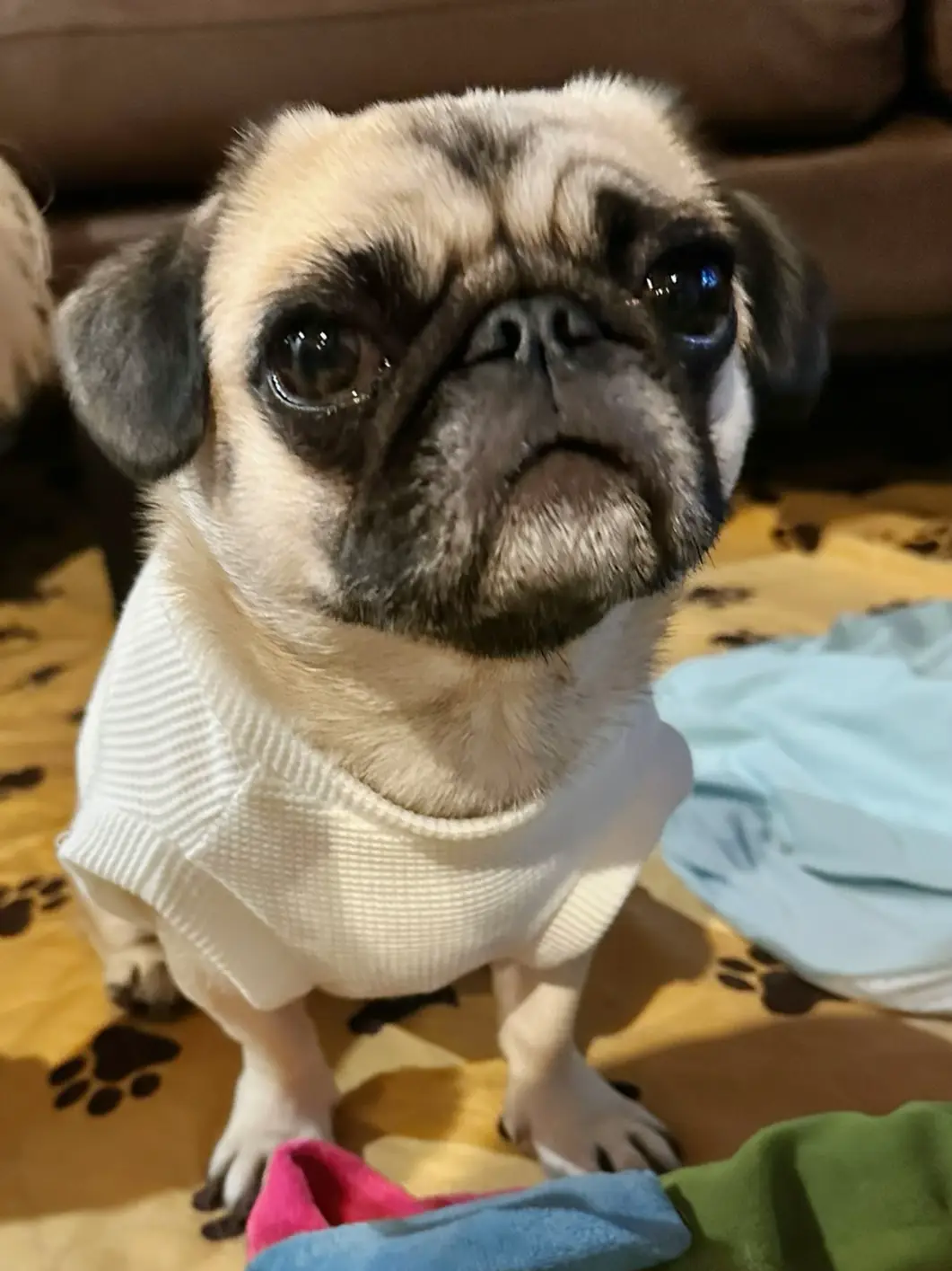 初めてのハンドメイド犬服  ✂️   | パンちゃんとあおたんが投稿した 