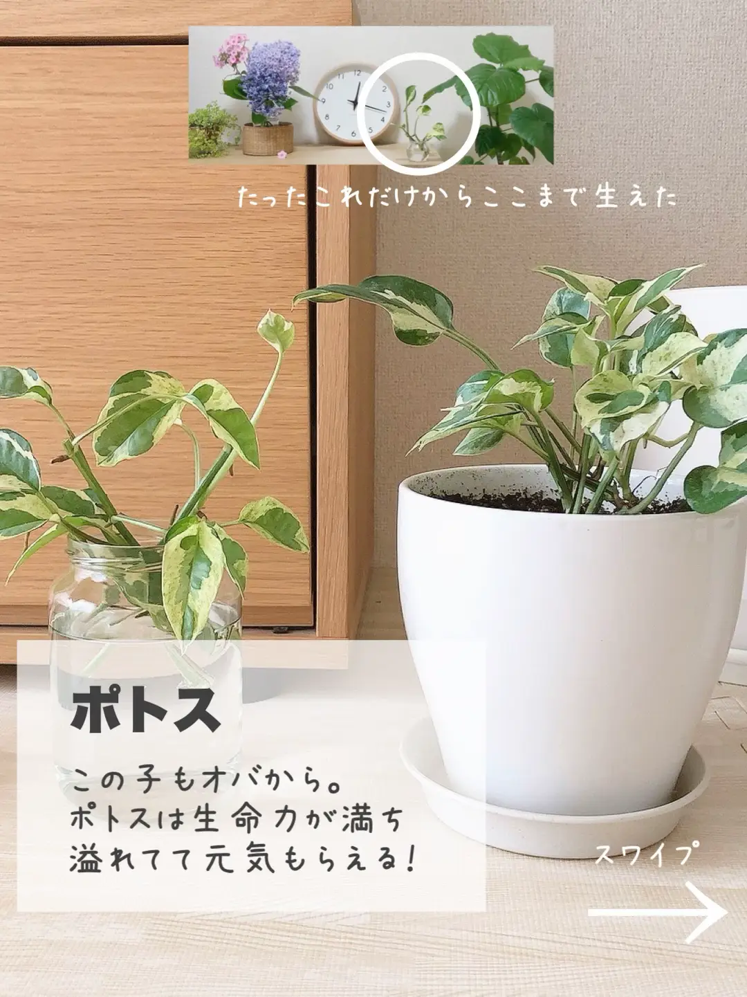 観葉植物あるある - Lemon8検索