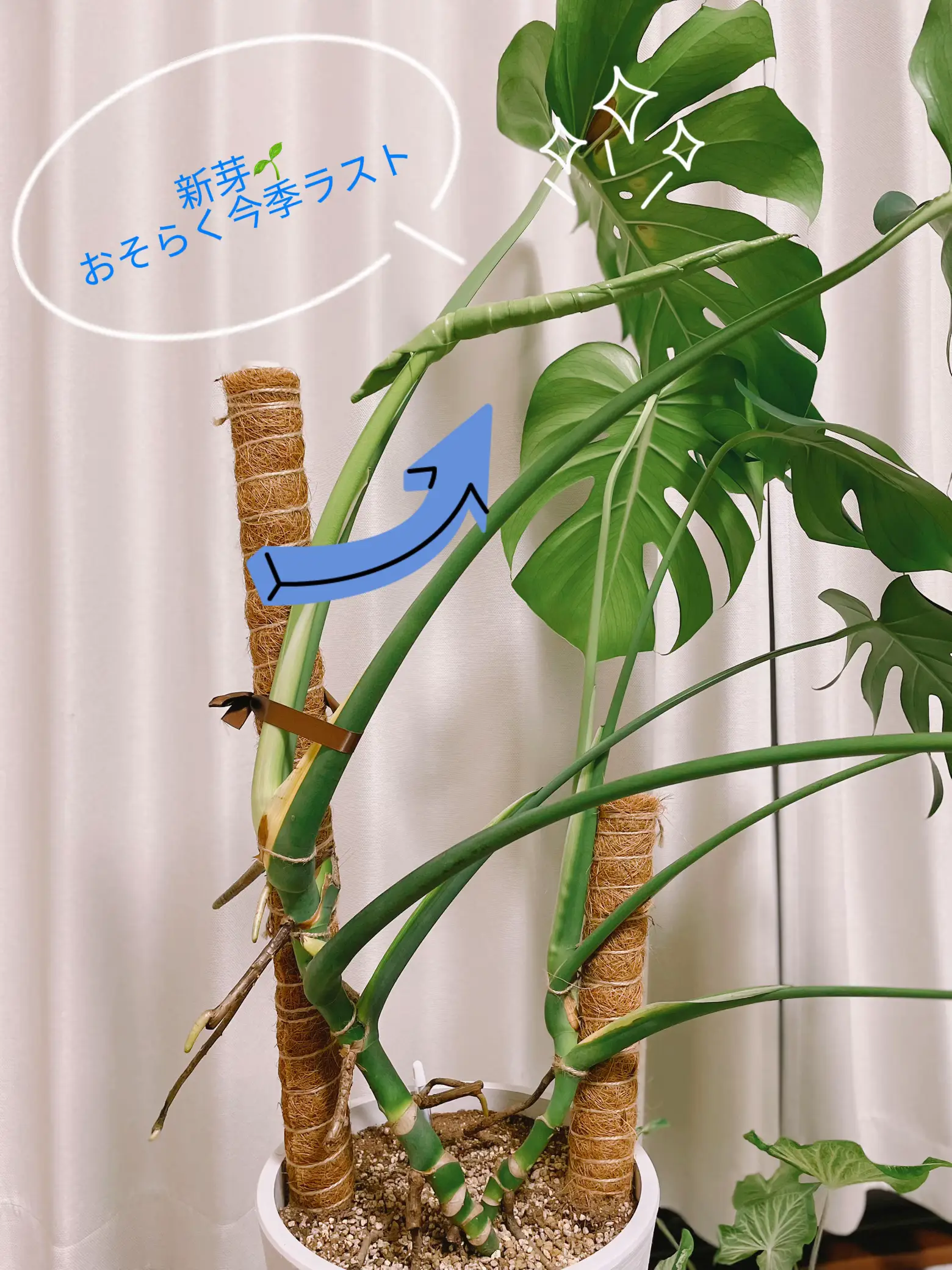 観葉植物 モンステラ ふたつ - インテリア雑貨/小物