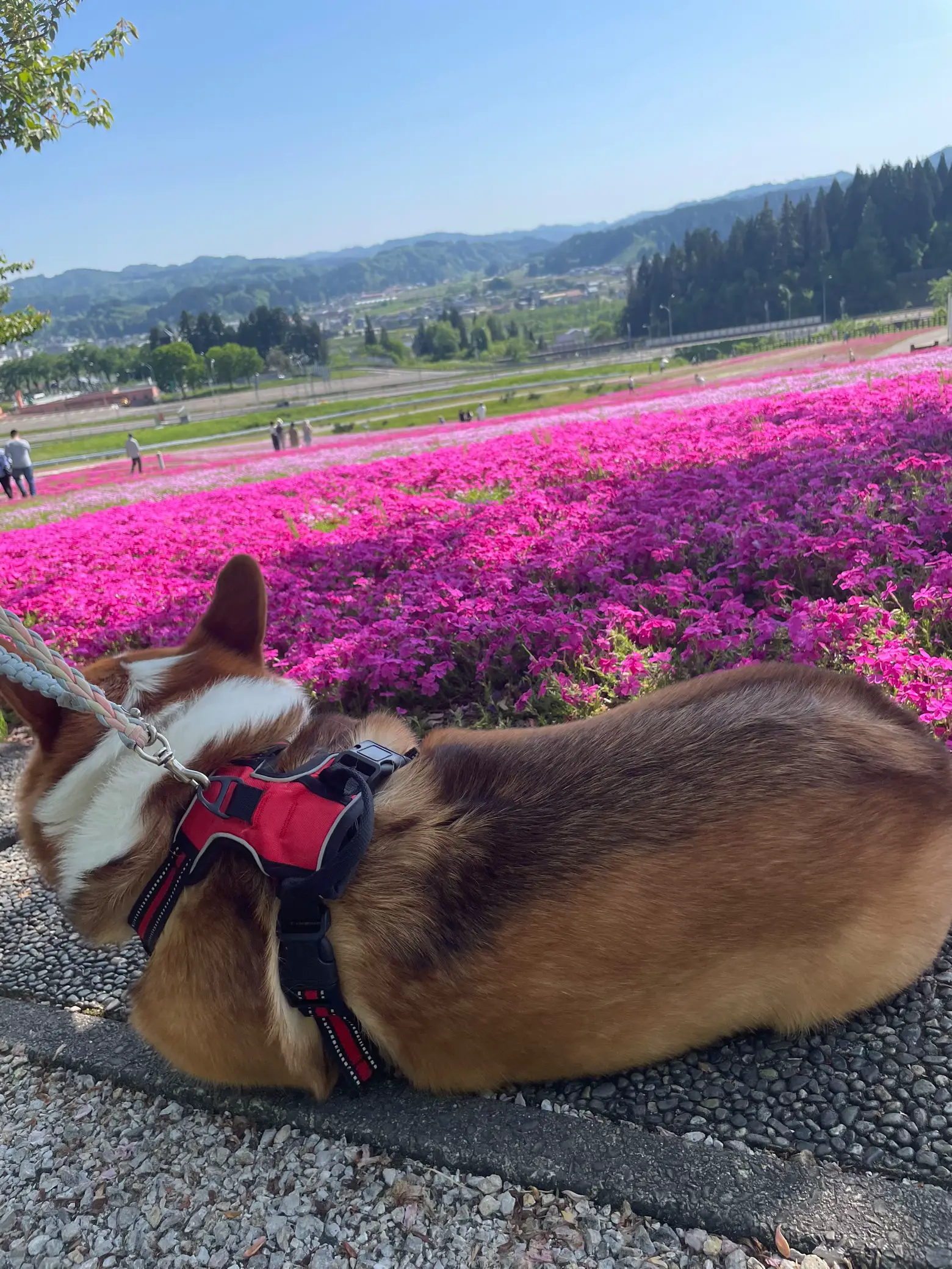 614 インスタ映え撮影用 ペット首輪 堀之内 芝桜祭り🌸 | miiが投稿 614 インスタ映え撮影用 ペット首輪 堀之内 芝桜祭り🌸 | miiが投稿