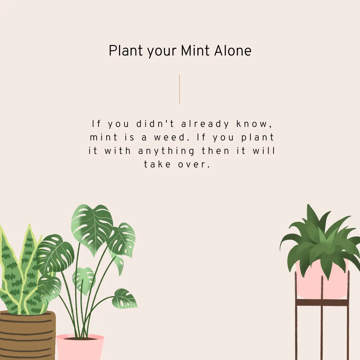 4 Basic Tips for Aspiring Plant Moms – Click & Grow