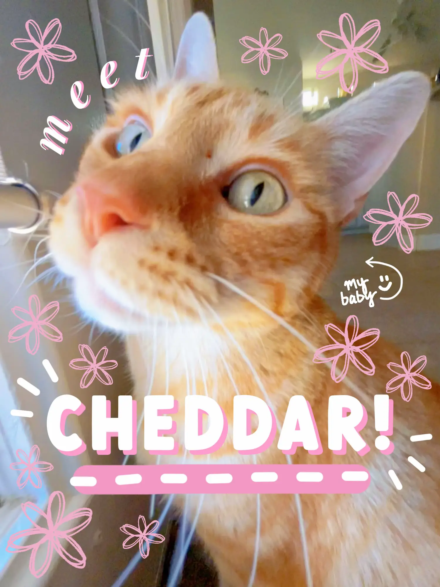 meet Cheddar the cat!! 🩷 | Clara 🌷が投稿したフォトブック | Lemon8