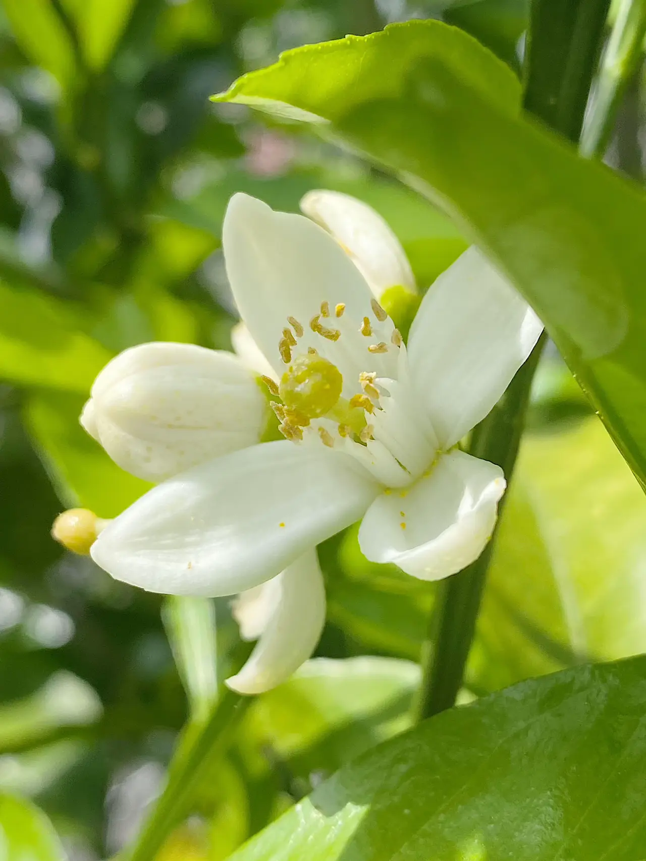 みかんの花咲くおじいわんの庭🍊 | しばたろが投稿したフォトブック | Lemon8