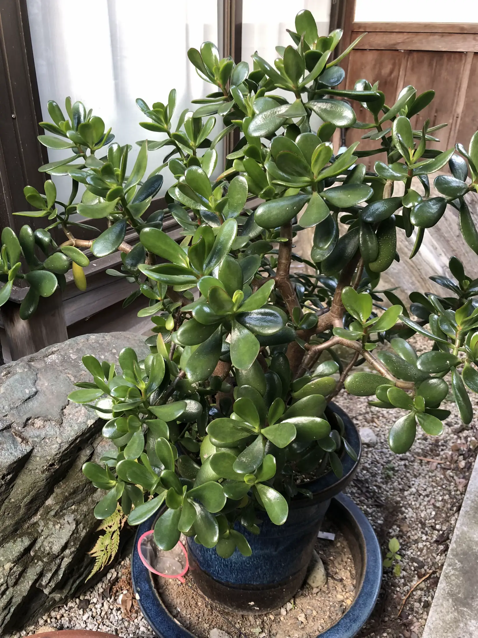 ❤ラッキー♡大樹(幹周りも太い)金の成る木「♡花月」♡花芽付き - 植物/観葉植物