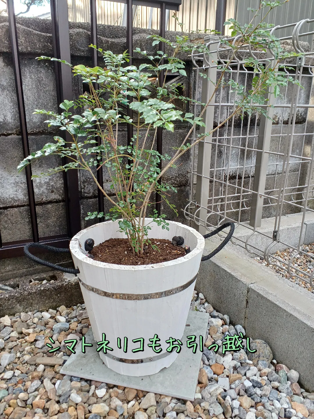 イチジク BNR レインボーストライプ - 植物/観葉植物