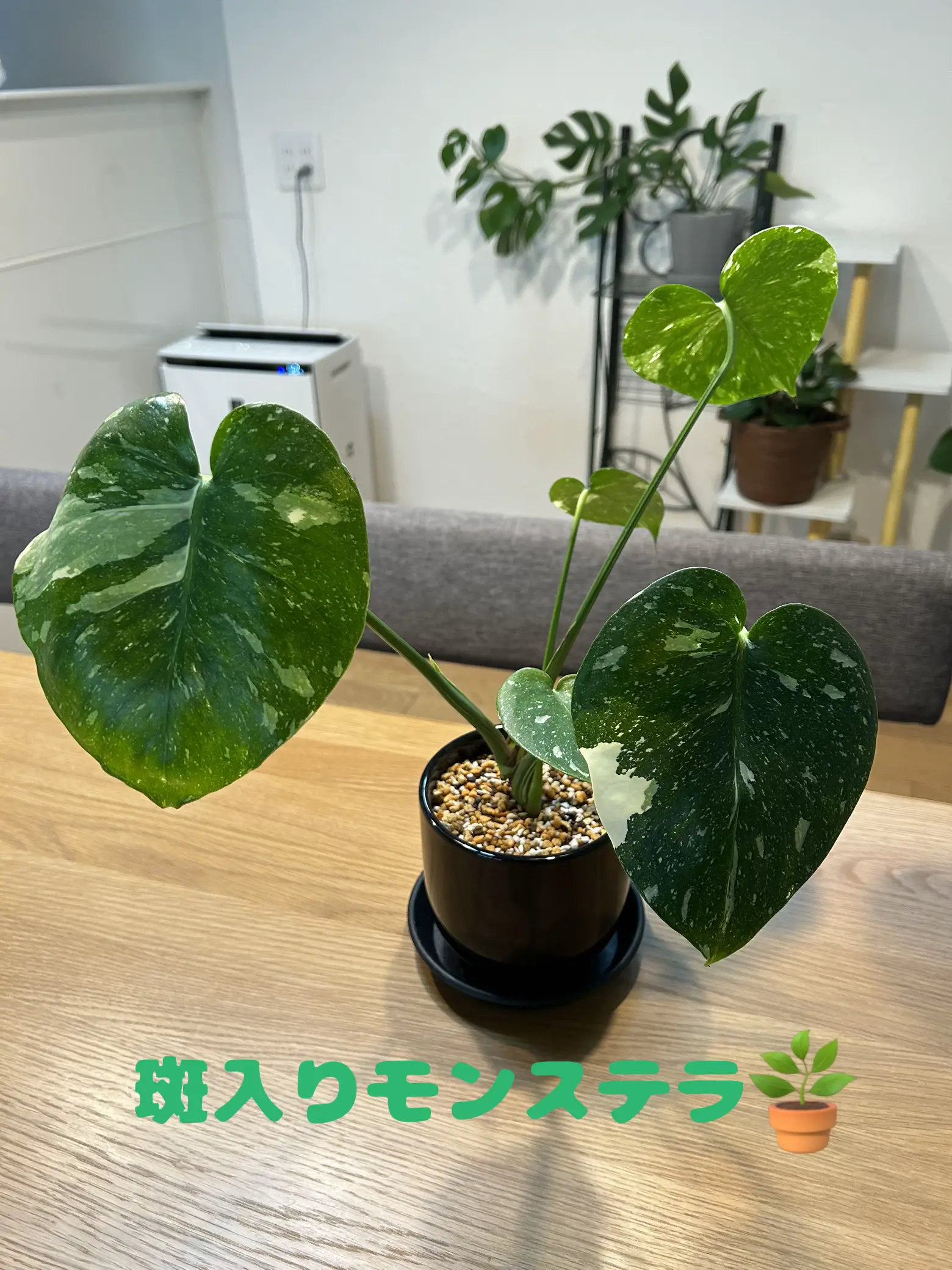 斑入りモンステラ 発芽してきた元気な茎 - 植物/観葉植物