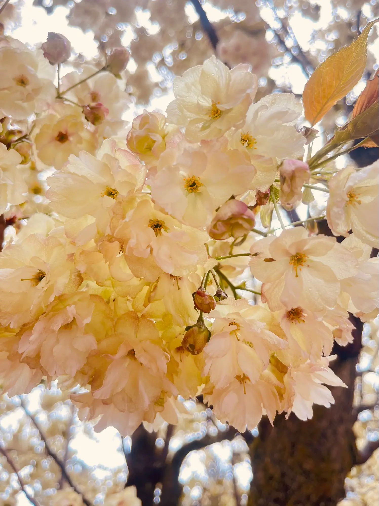 金櫻神社の桜が見頃 | かぁが投稿したフォトブック | Lemon8