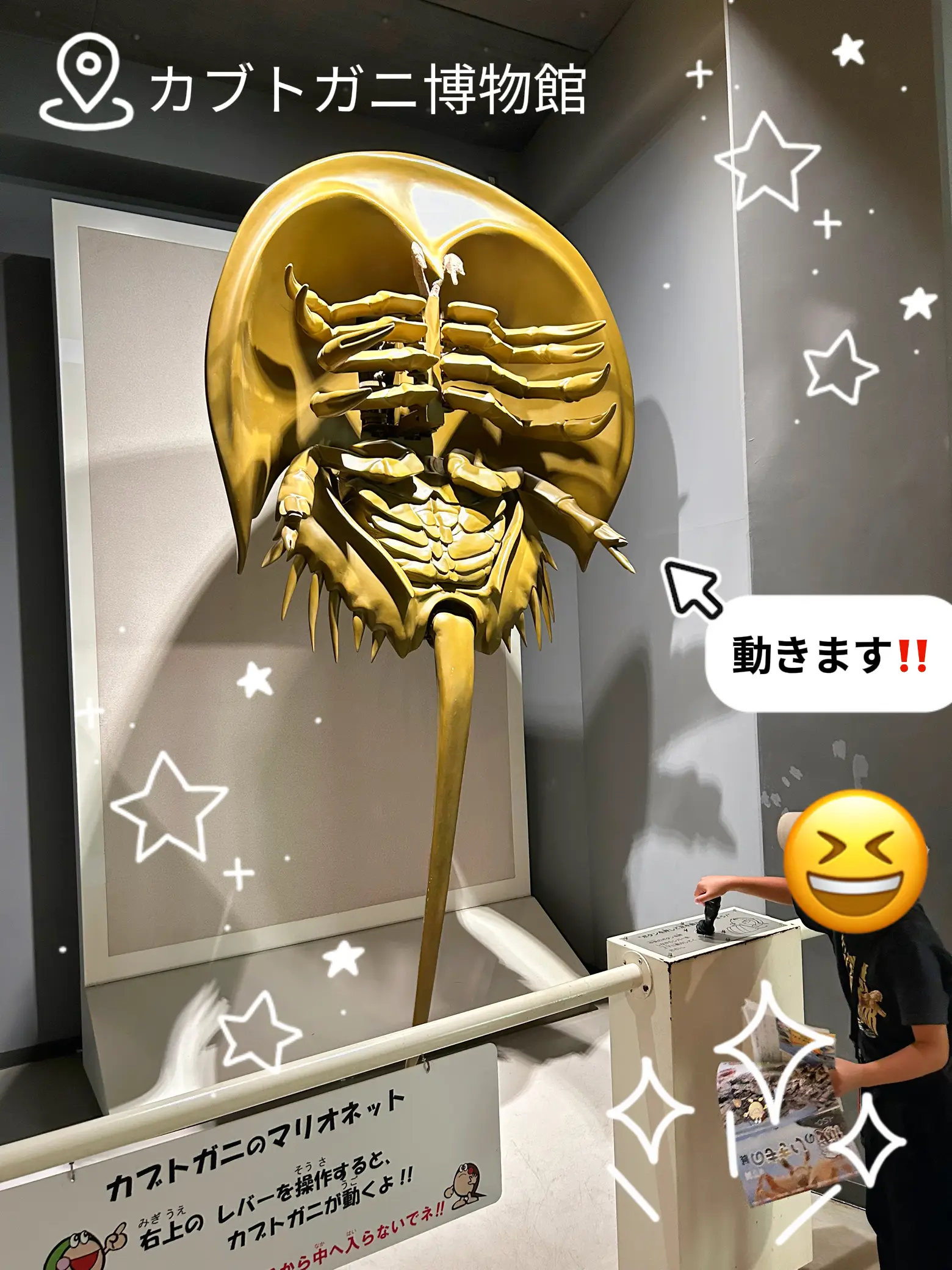 値下げ中！カブトガニの標本 【公式通販】