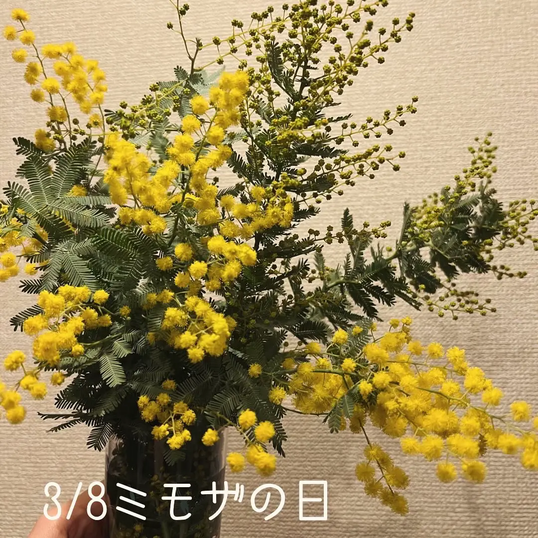 ❁⃘*.゜お試し(*´˘`*)♡ミモザ❁⃘*.゜花様専用です❣️ - 押し花