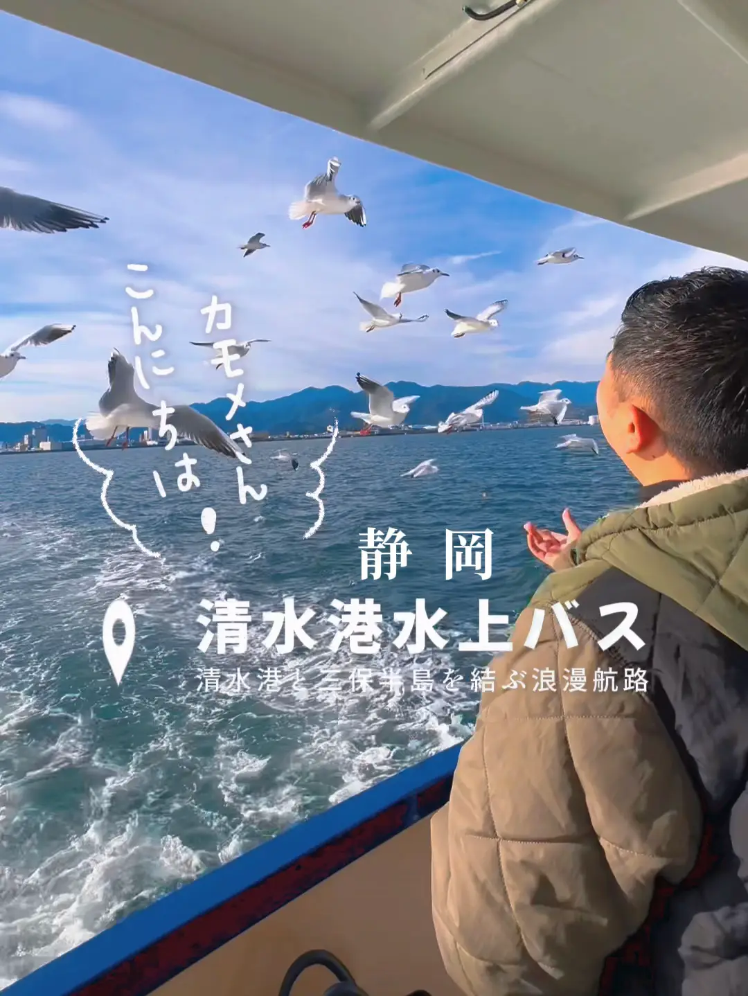 ⚠️急接近⚠️可愛いすぎるカモメちゃん? | よいちょ佐沼の投稿動画 