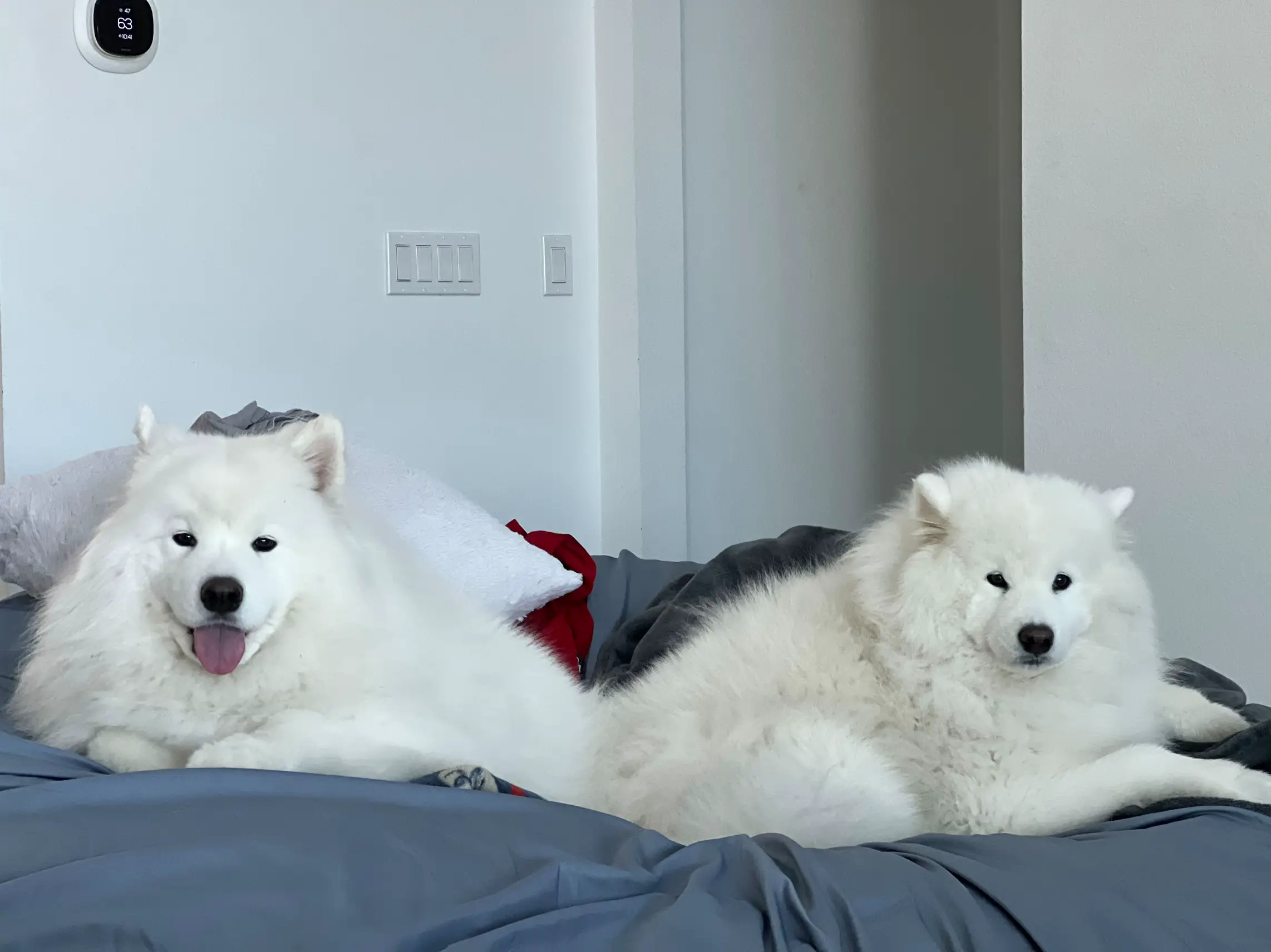 Queen sales city samoyeds