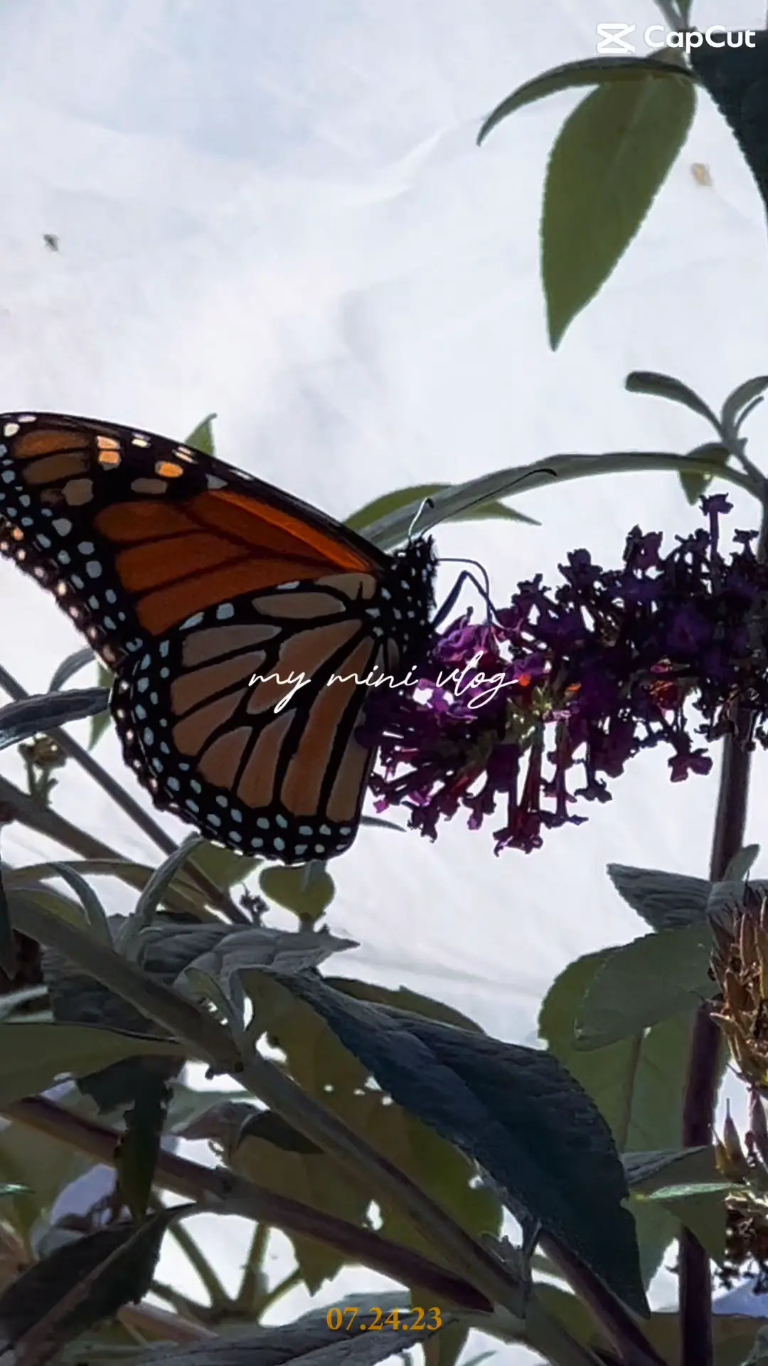 Mini vlog - bemus point fall festival, Video published by Jenniferbliss