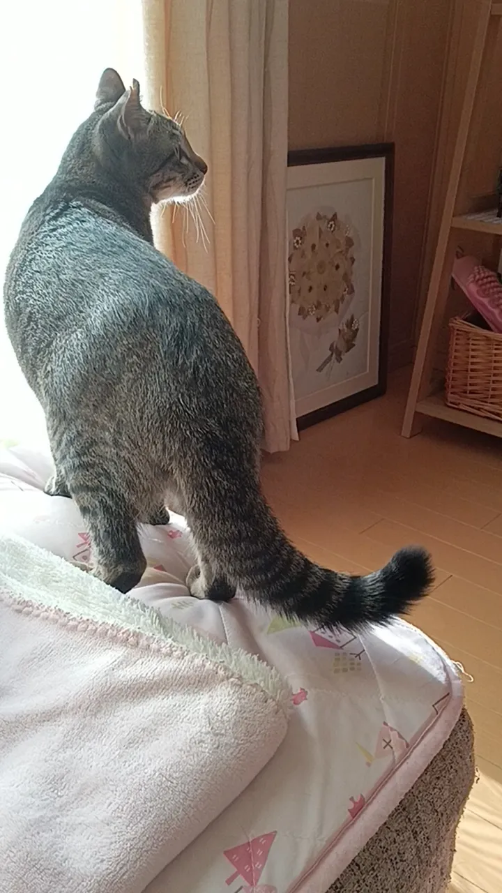 Looking for a big💦 | Video published by おもち | Lemon8