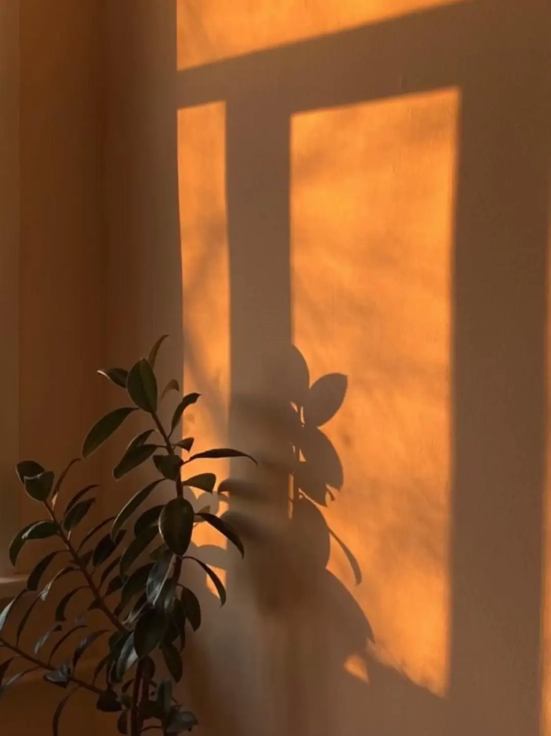  A shadow of a plant is cast on a window sill.