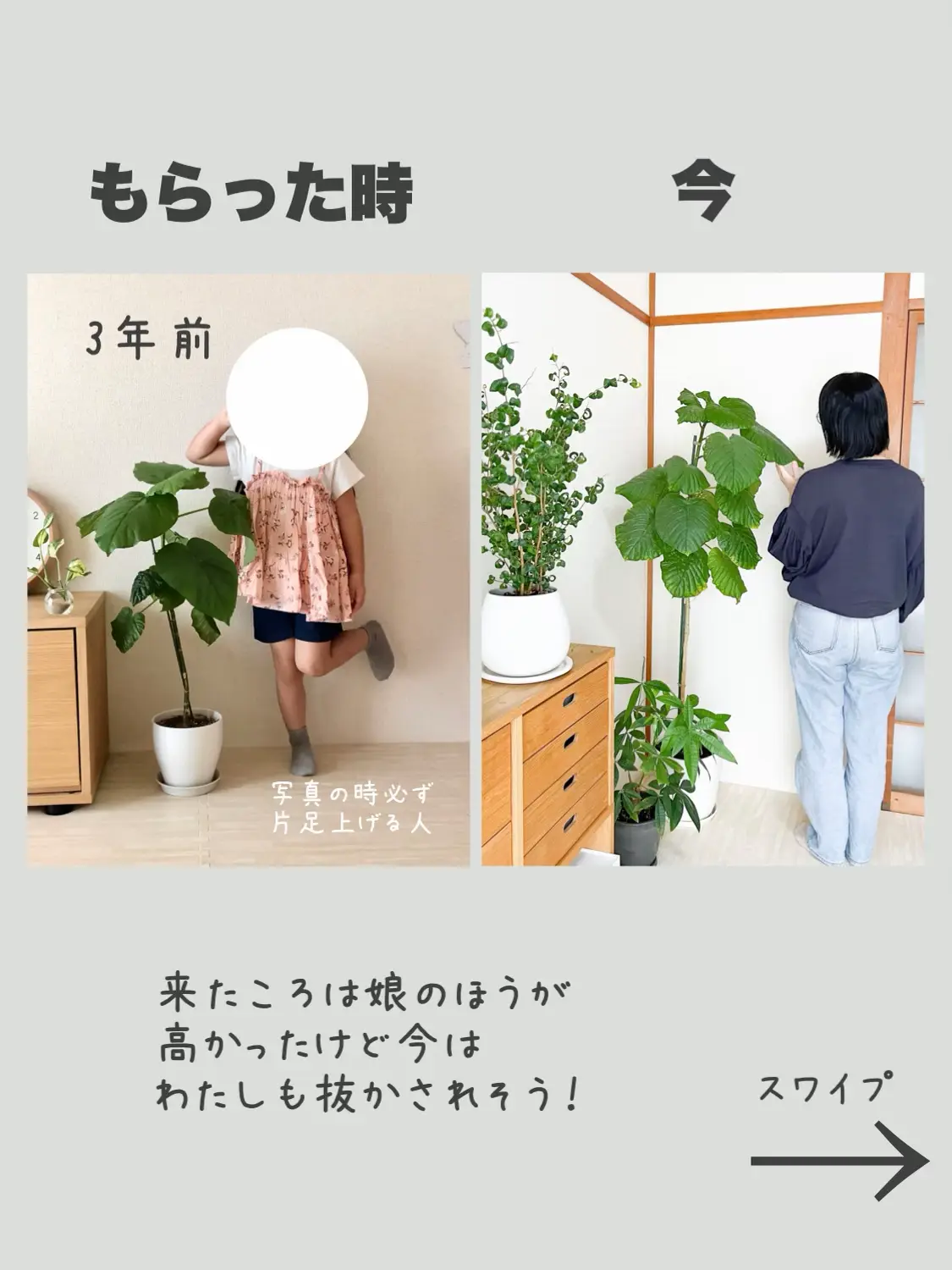 観葉植物あるある - Lemon8検索