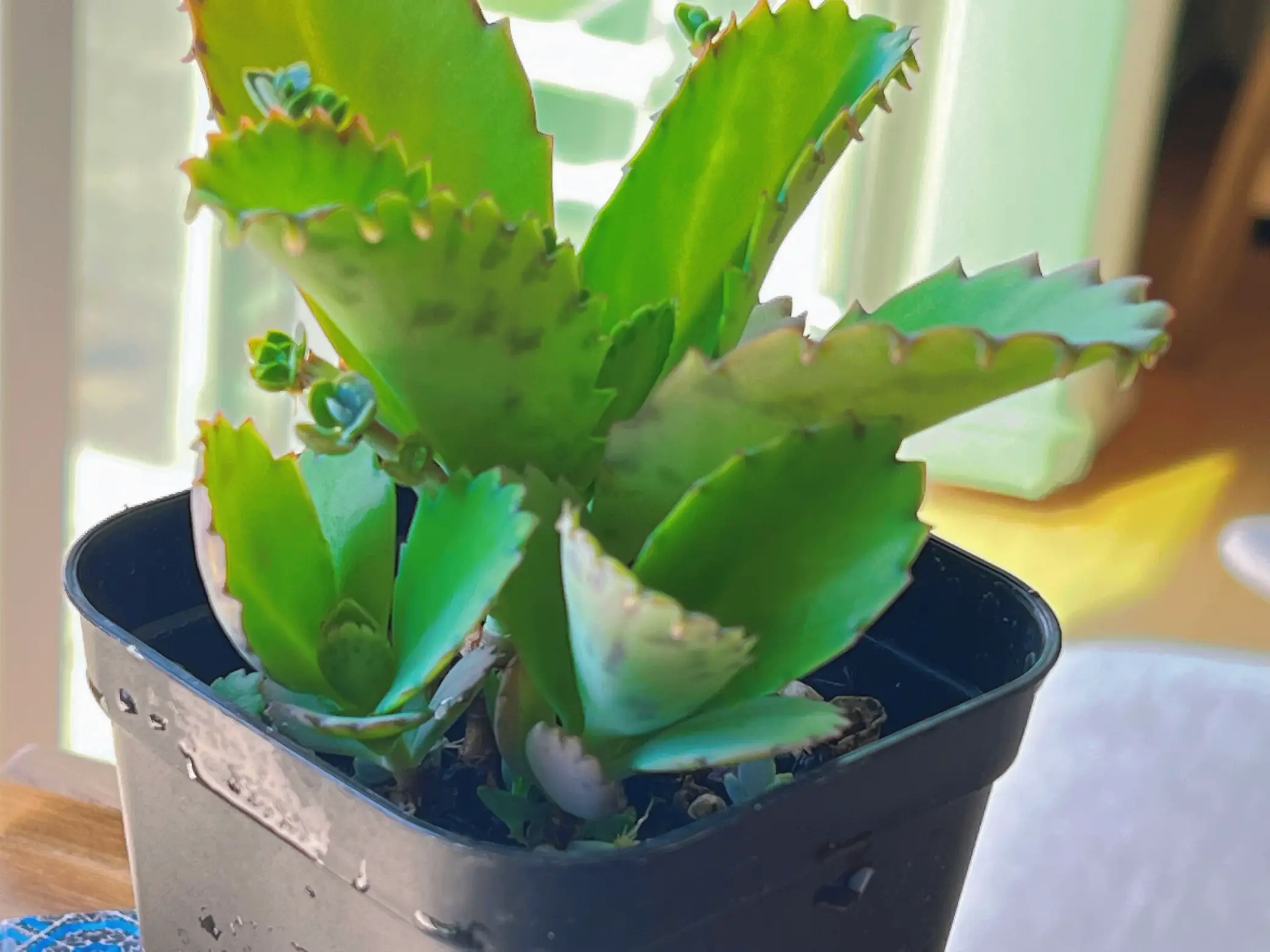 子宝草 噛ん 多肉植物（オマケ付き）