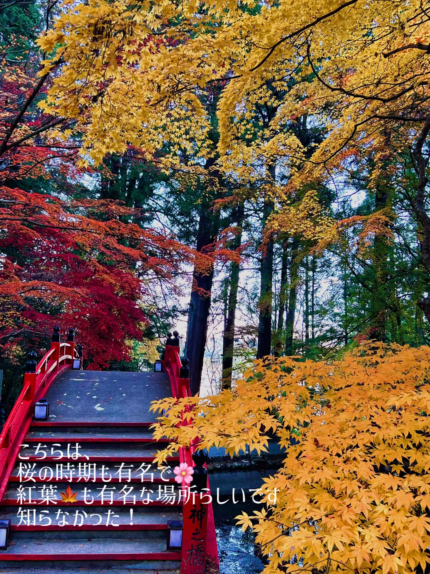 【広島】🌸桜と🍁紅葉で有名な歴史ある隠れたスポット「今高野山龍華寺」の画像 (2枚目)