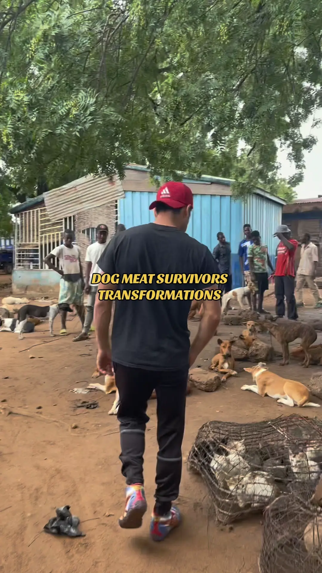 DOG MEAT SURVIVOR TRANSFORMATIONS REELS EXPLORE วิดีโอที่เผยแพร่โดย
