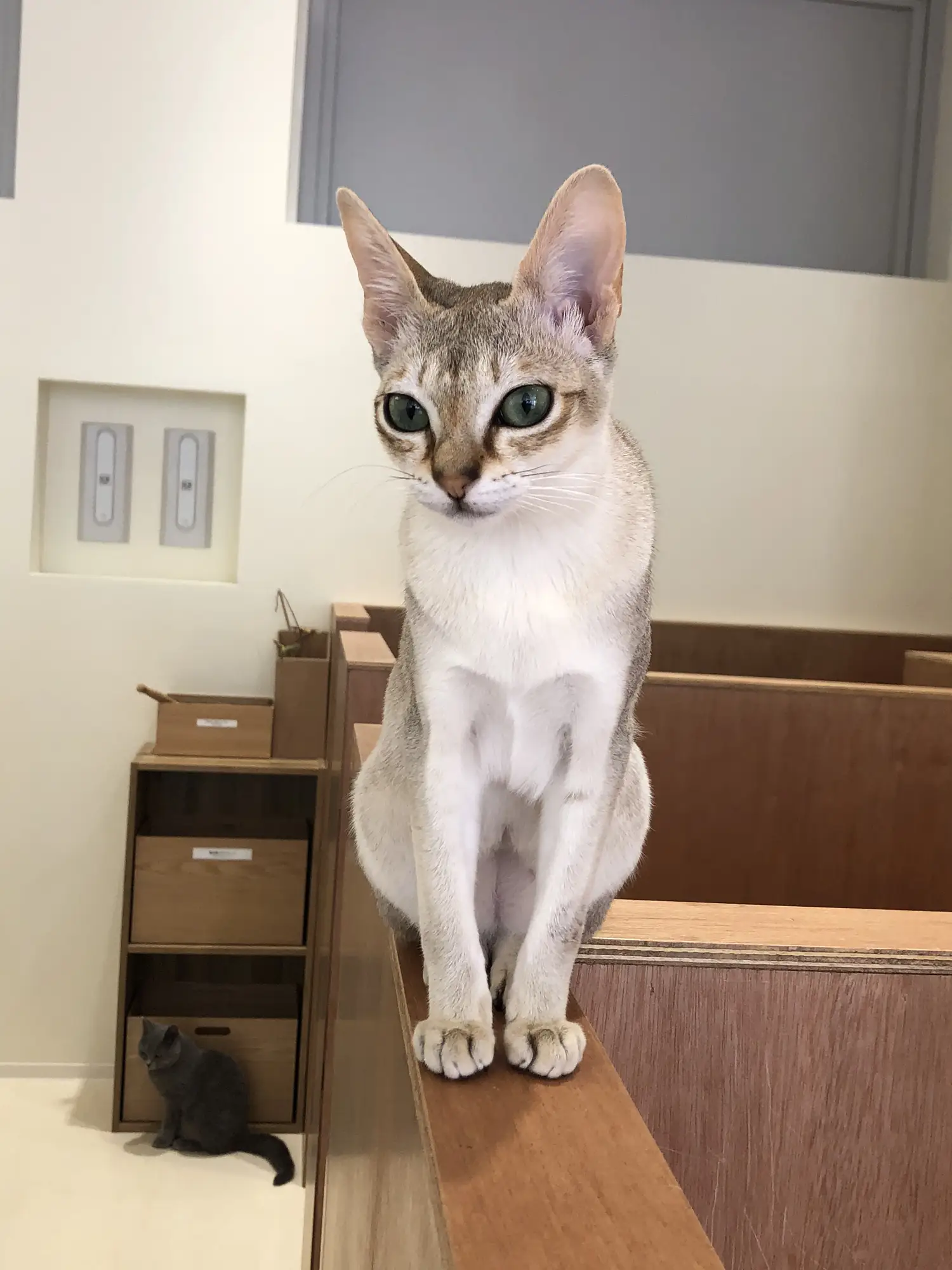 ❤️可愛いすぎる❤️アンティークキャット　ネコ　アンティークベア　テディベア ❤️可愛いすぎる❤️アンティークキャット ネコ アンティーク