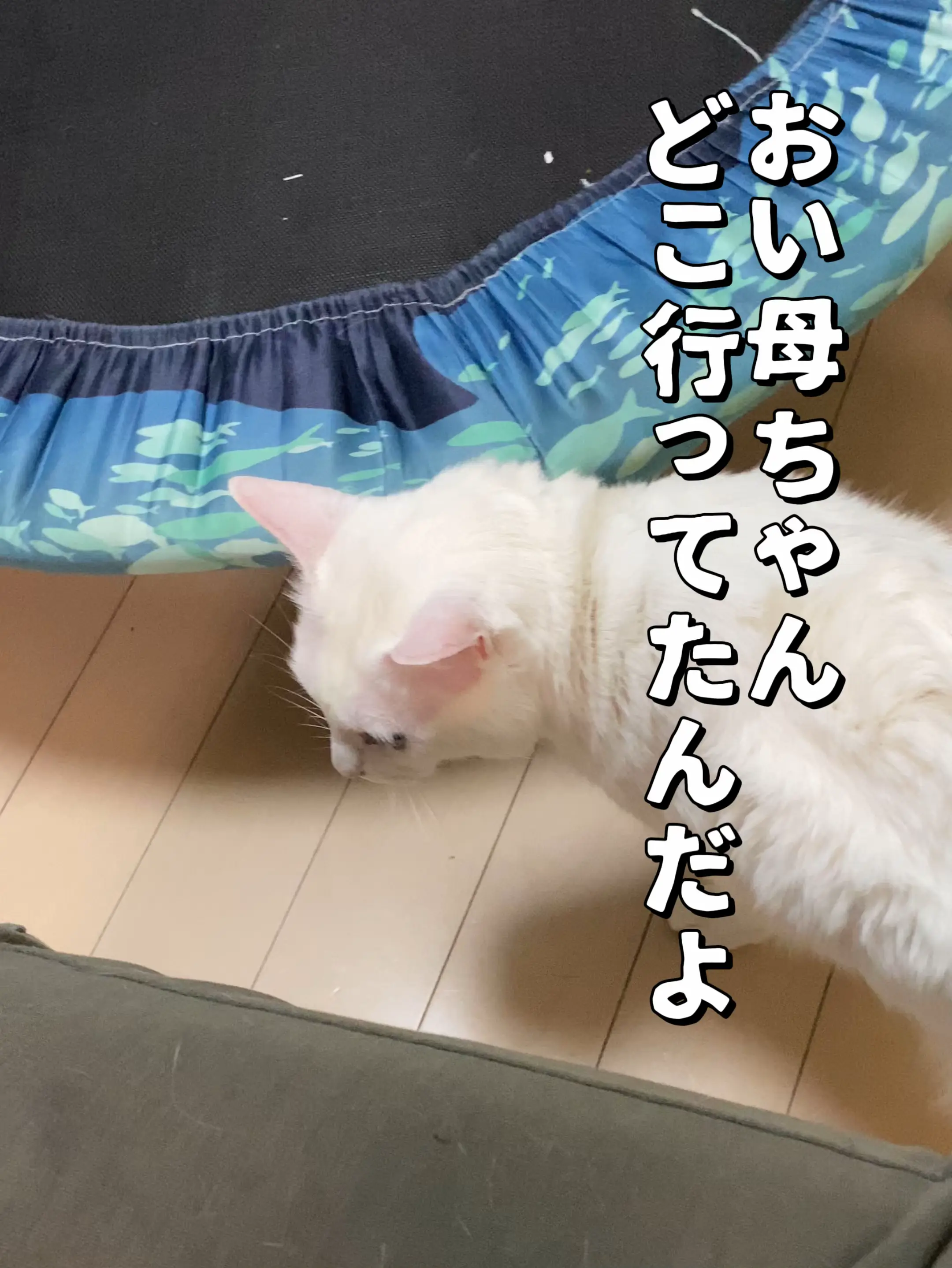 お盆セール中 猫ちゃんゲージいろいろセット 猫 ゲージ おしゃれ」の