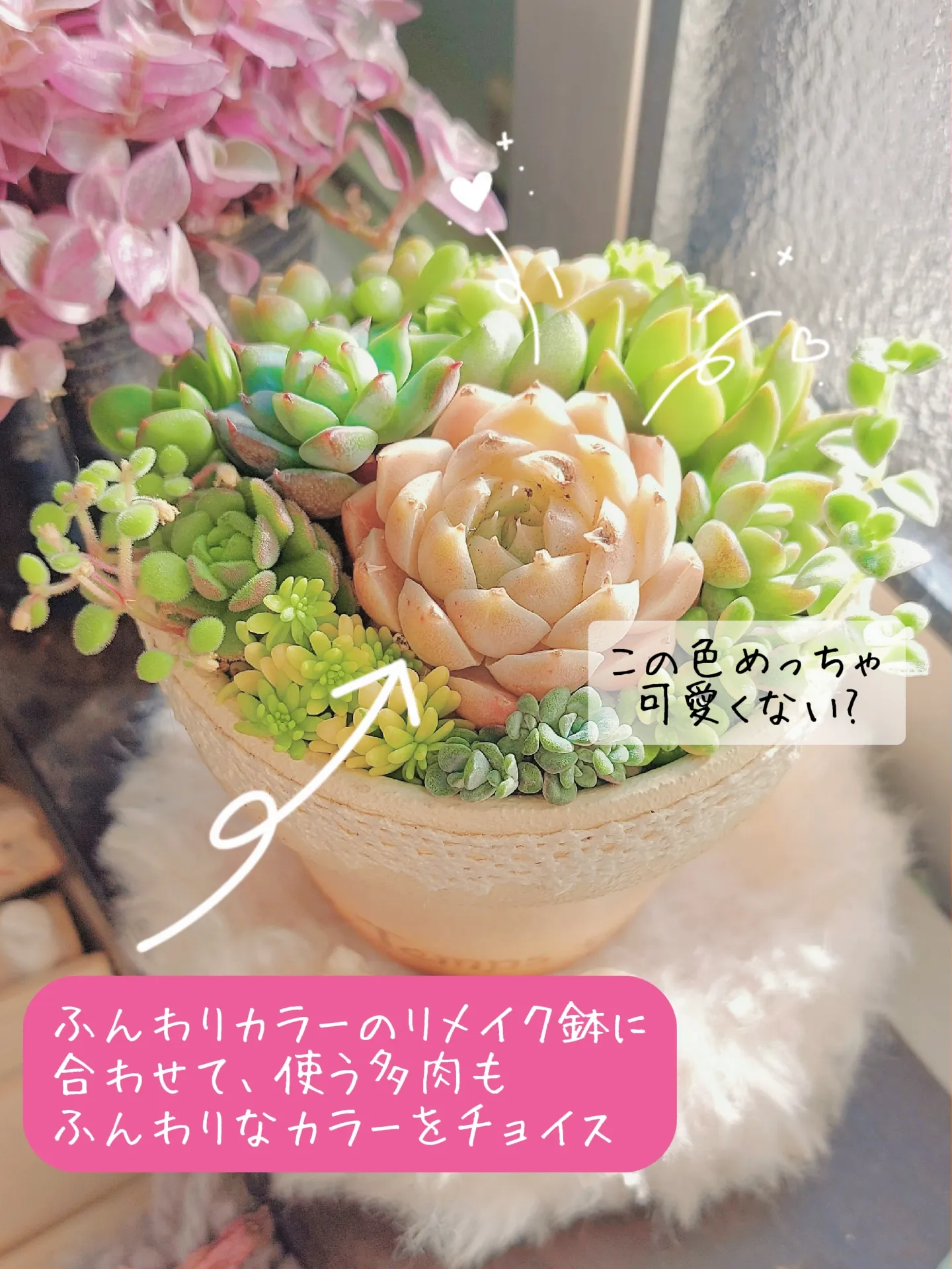 ふんわりカラーで冬の寄せ植え💗 | ♡caroline♡が投稿したフォトブック | Lemon8