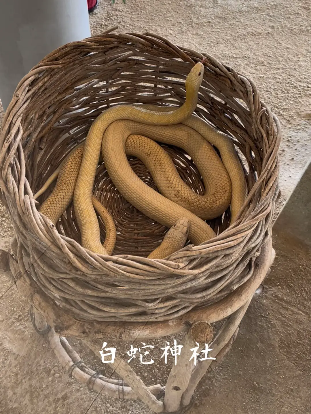 岩国白蛇神社⛩