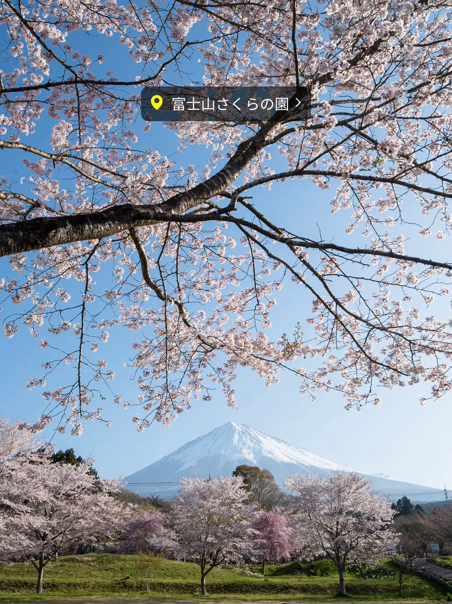 高級感 帯 リネン アート 自然 森 山 ボタニカル 葉っぱ 涼しい 夏